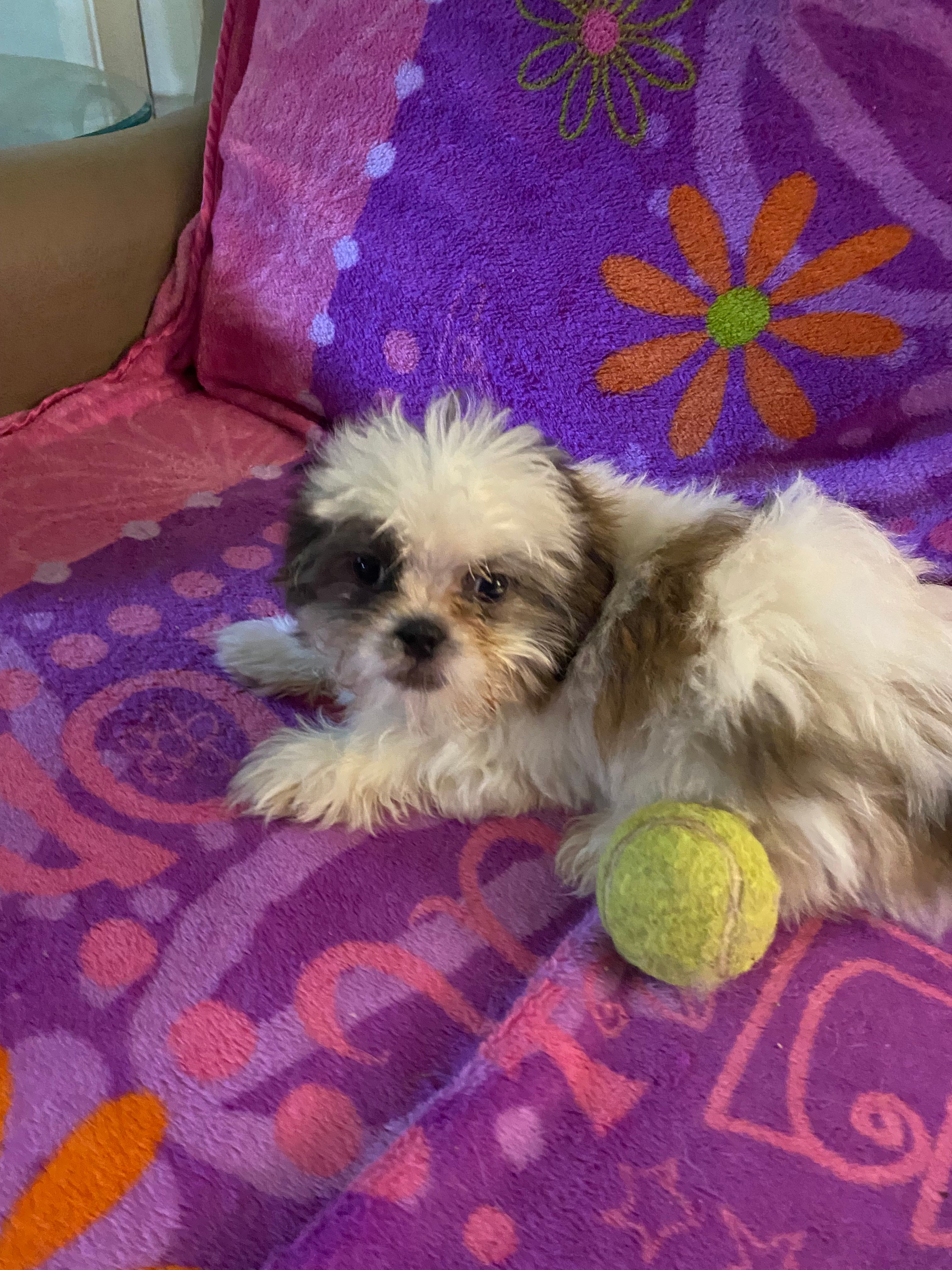 Rufus – Shih Tzu puppy for sale in Crossville, TN