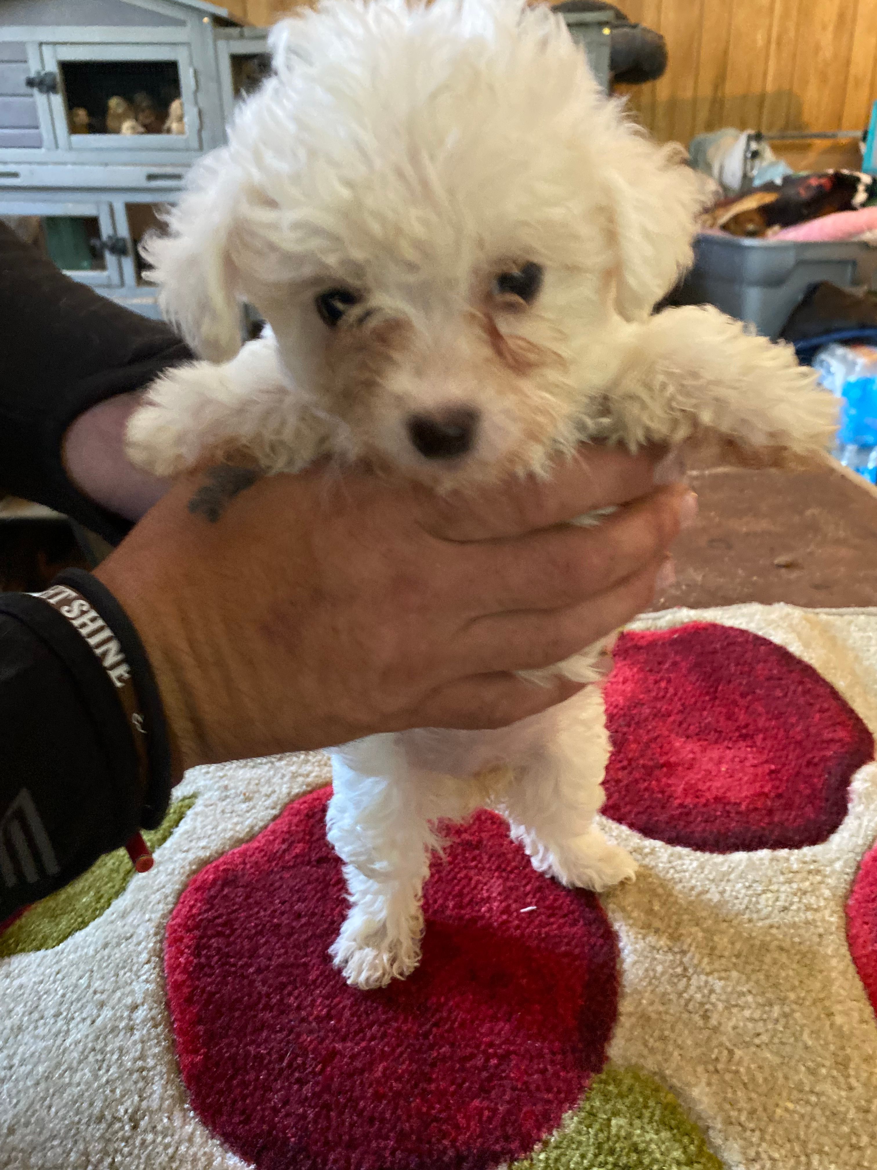 Luna – Yorkipoo puppy for sale in Crossville, TN