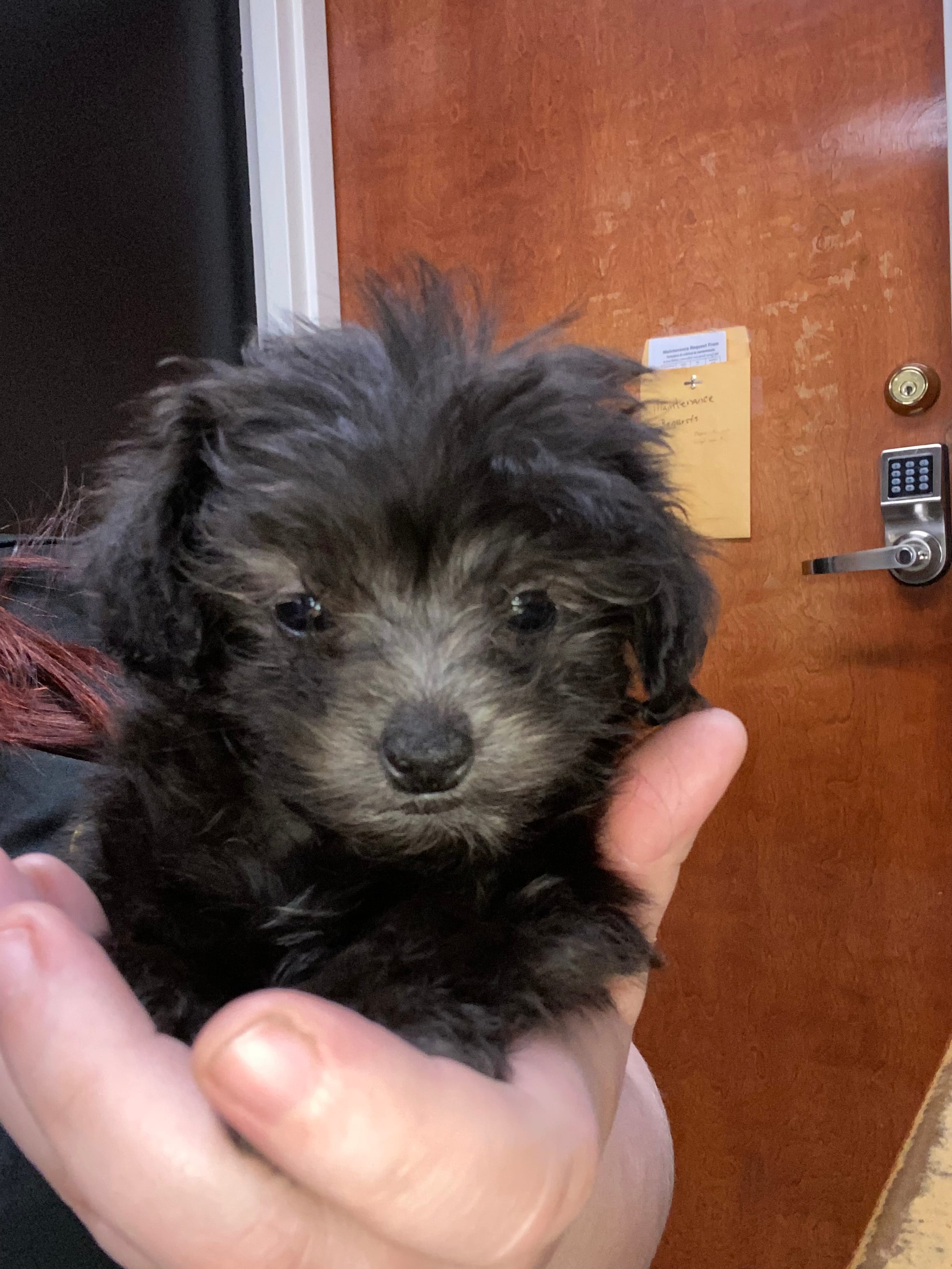 Lyla – Maltipoo puppy for sale in Crossville, TN