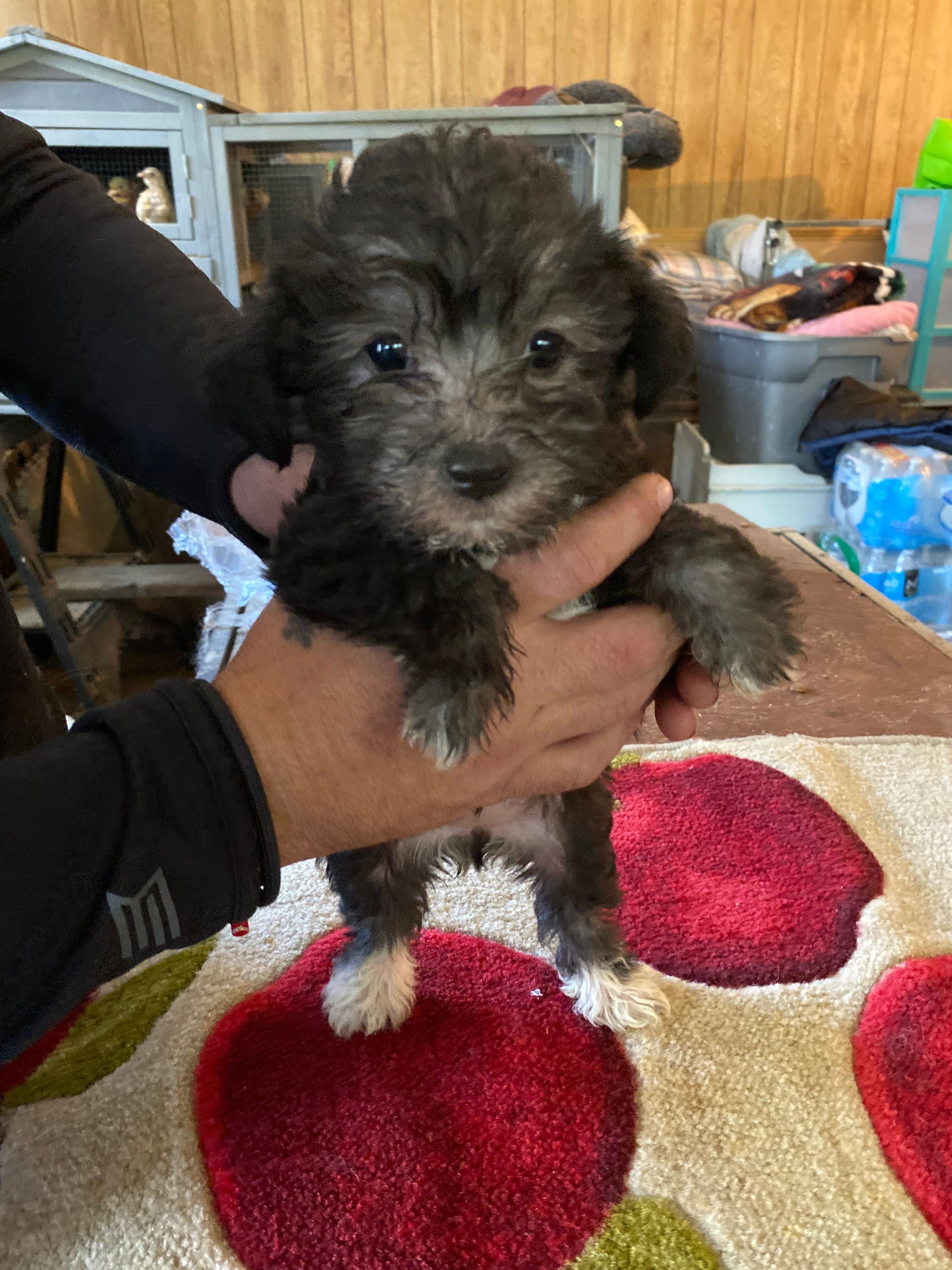 Lola – Yorkipoo puppy for sale in Crossville, TN