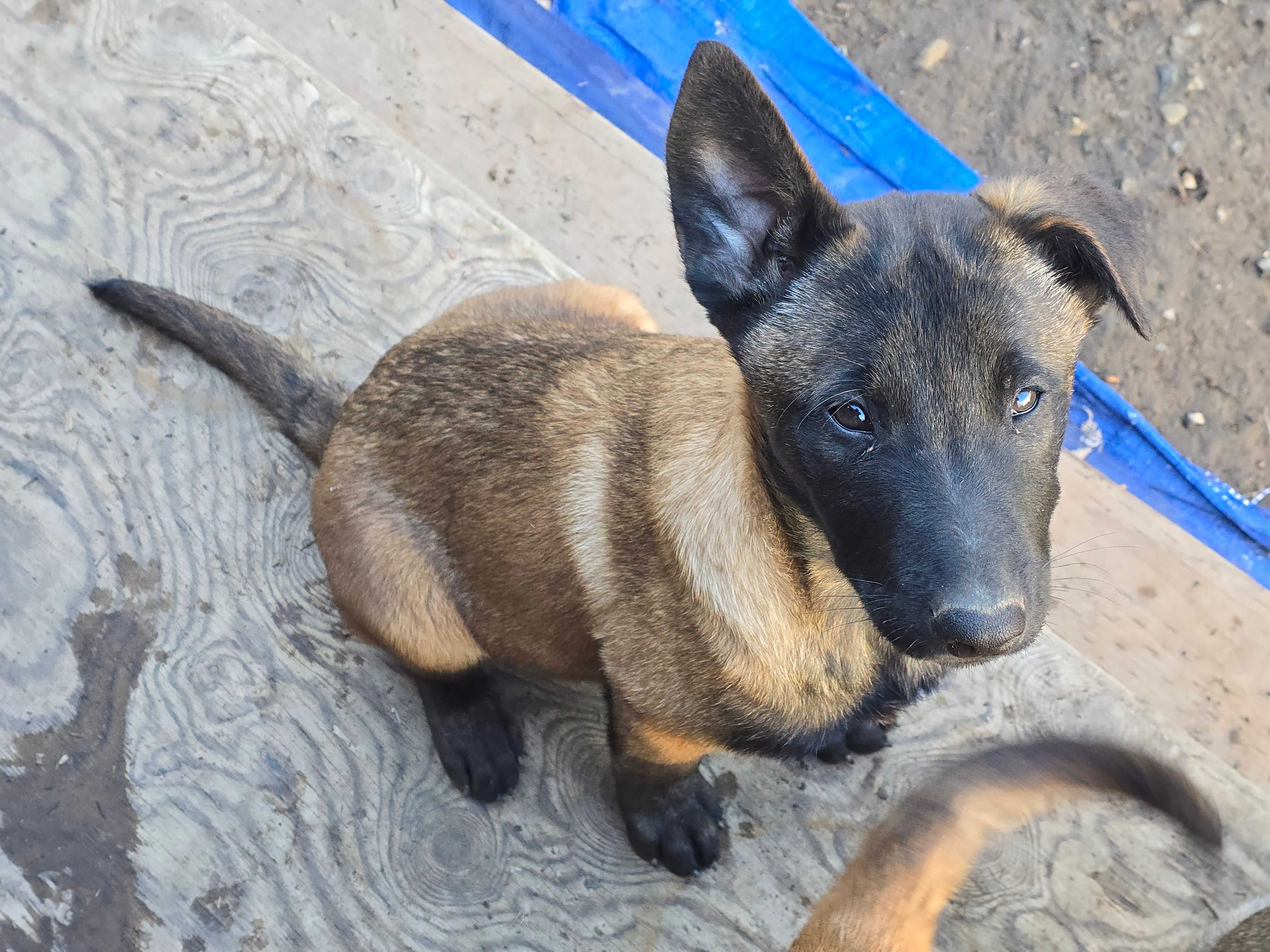 Fierce  – Belgian Malinois puppy for sale in Bellingham, WA