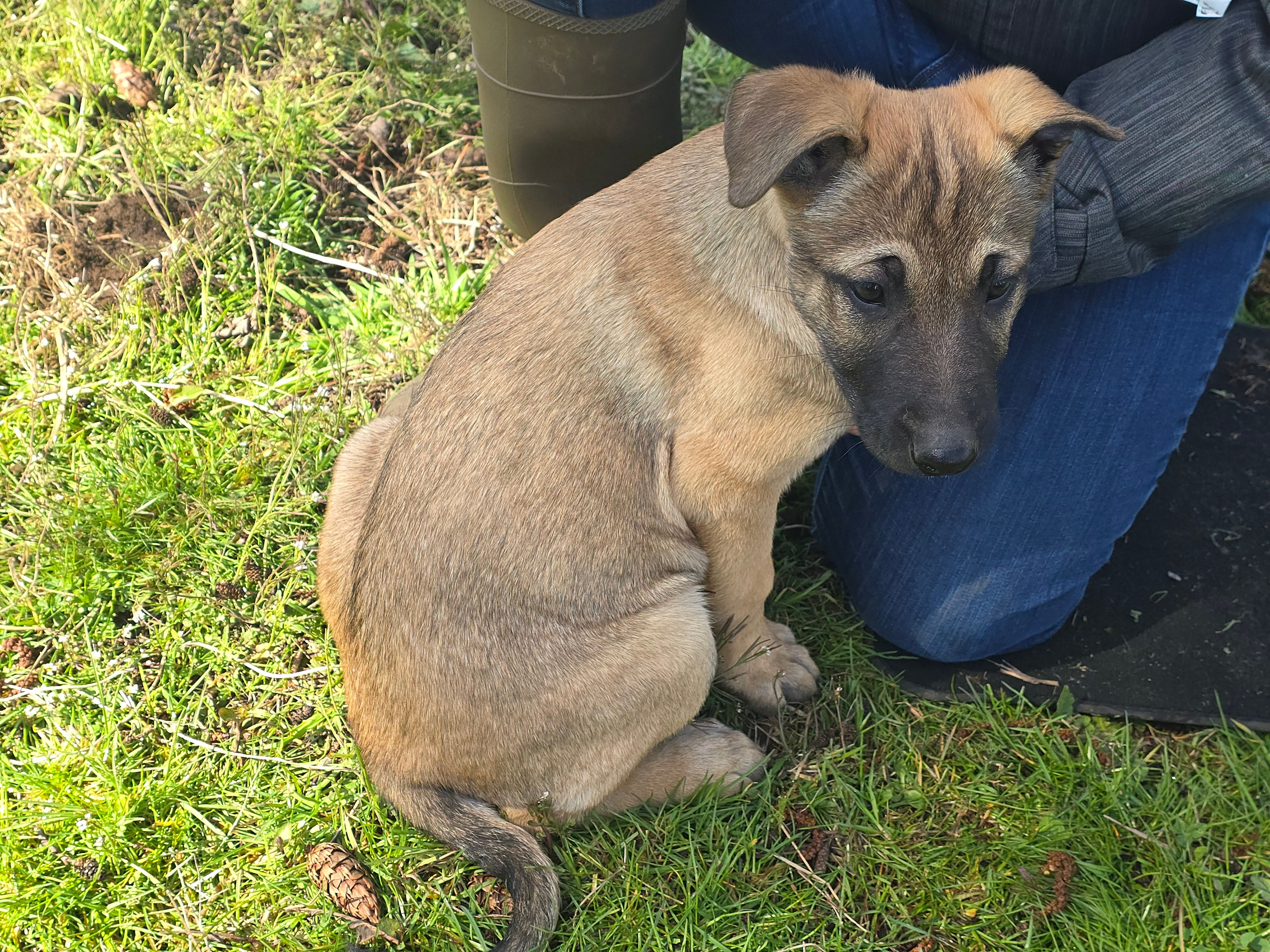 Miss vocal – German Shepherd Dog, Labrador Retriever puppy for sale in Bellingham, WA