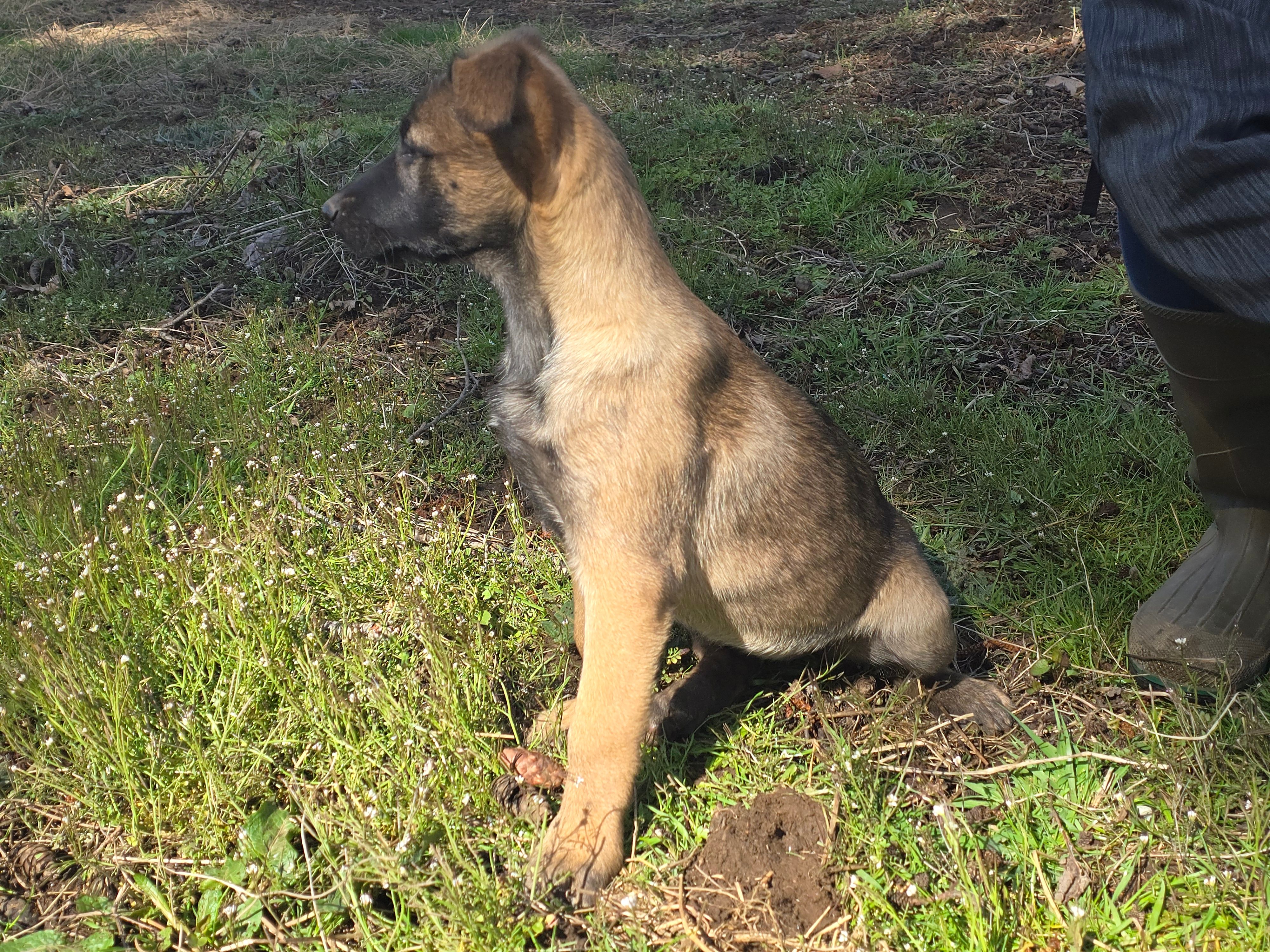 sweetie pie – German Shepherd Dog, Labrador Retriever puppy for sale in Bellingham, WA
