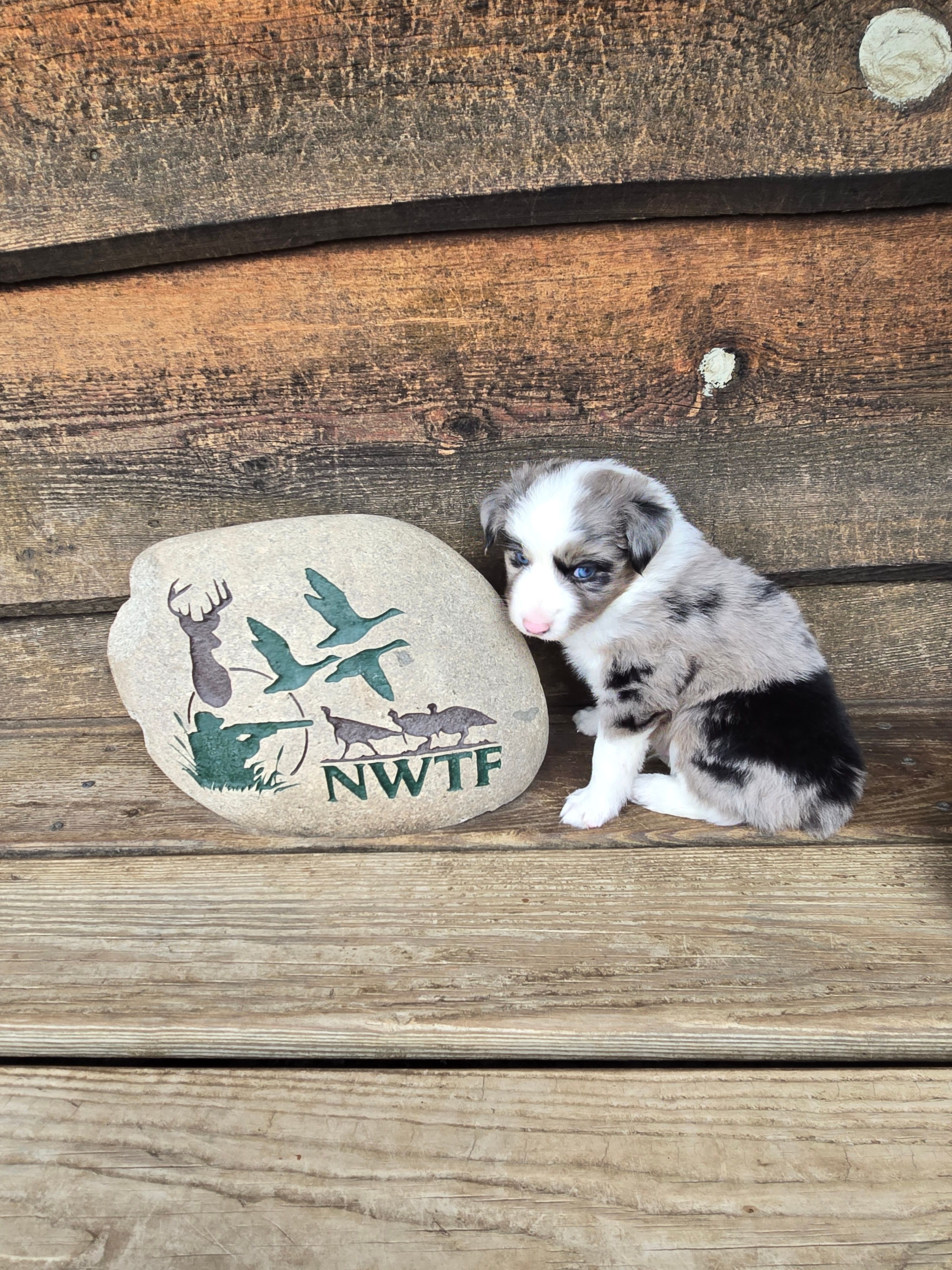 Noodle – Miniature Australian Shepherd puppy for sale in Ames, IA