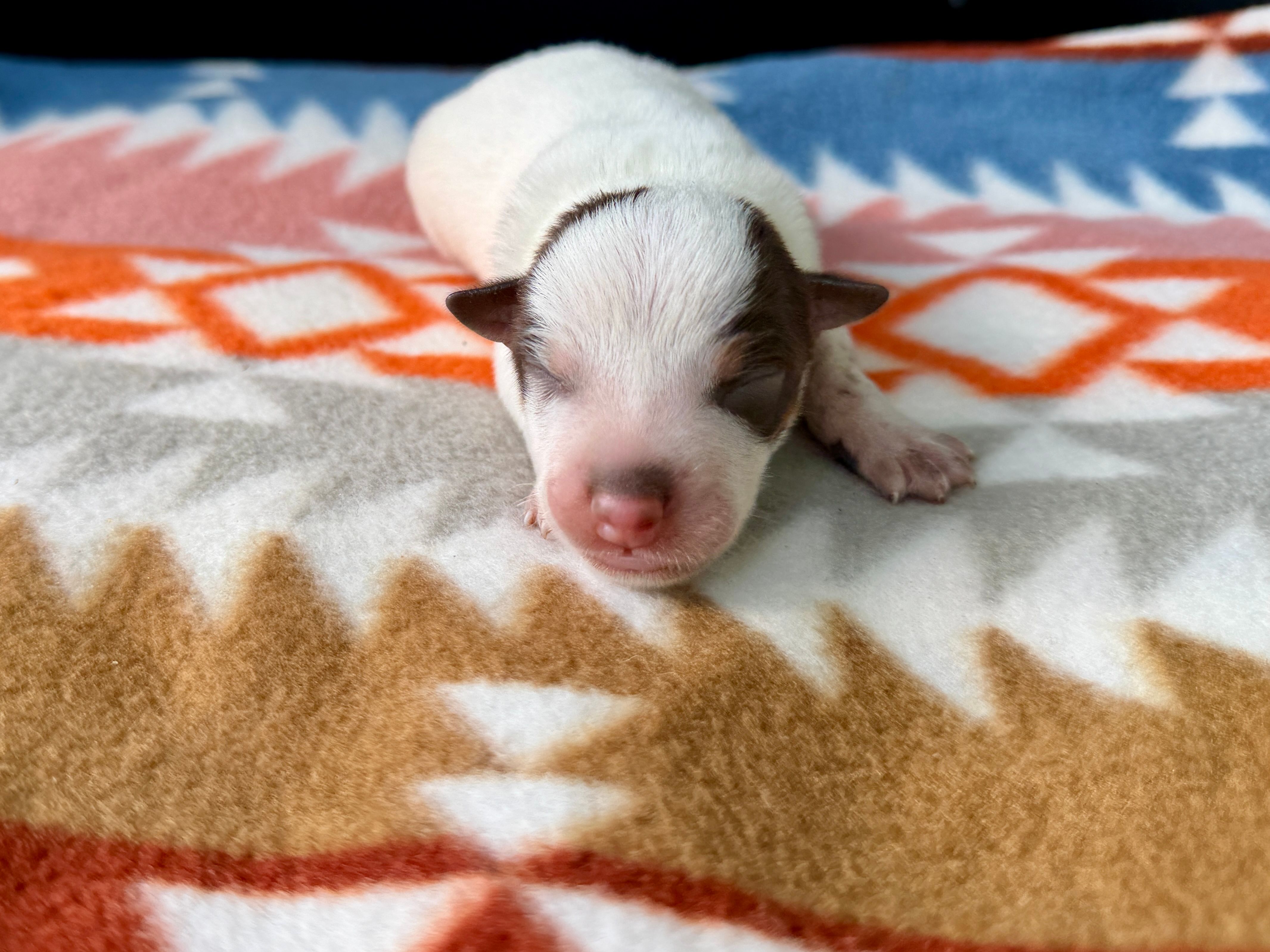 Chocolate Male #5 – Australian Cattle Dog puppy for sale in Dixon, MO