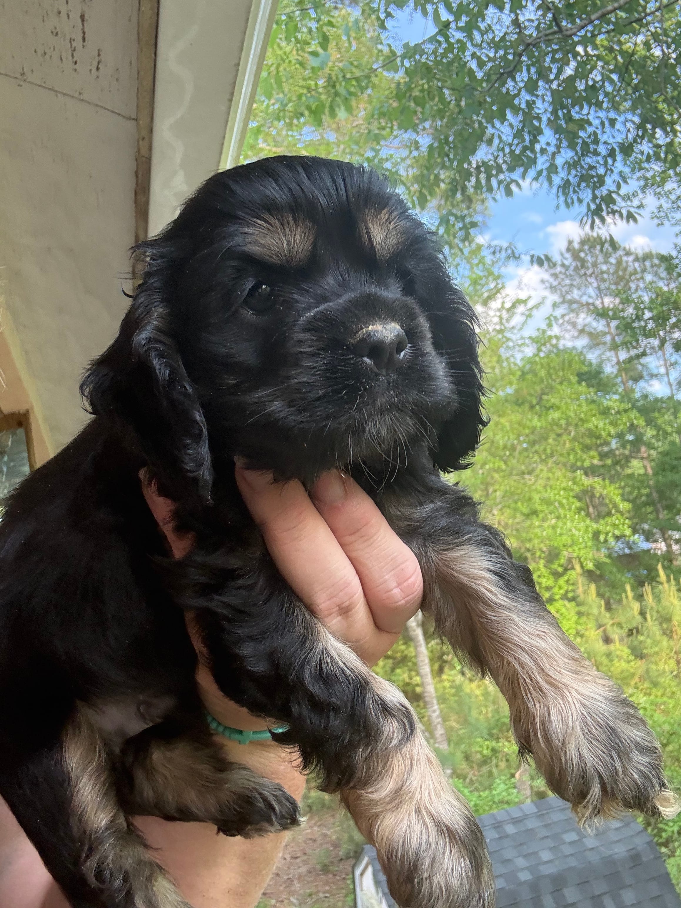 Luigi – Cocker Spaniel puppy for sale in Cedar Point, NC