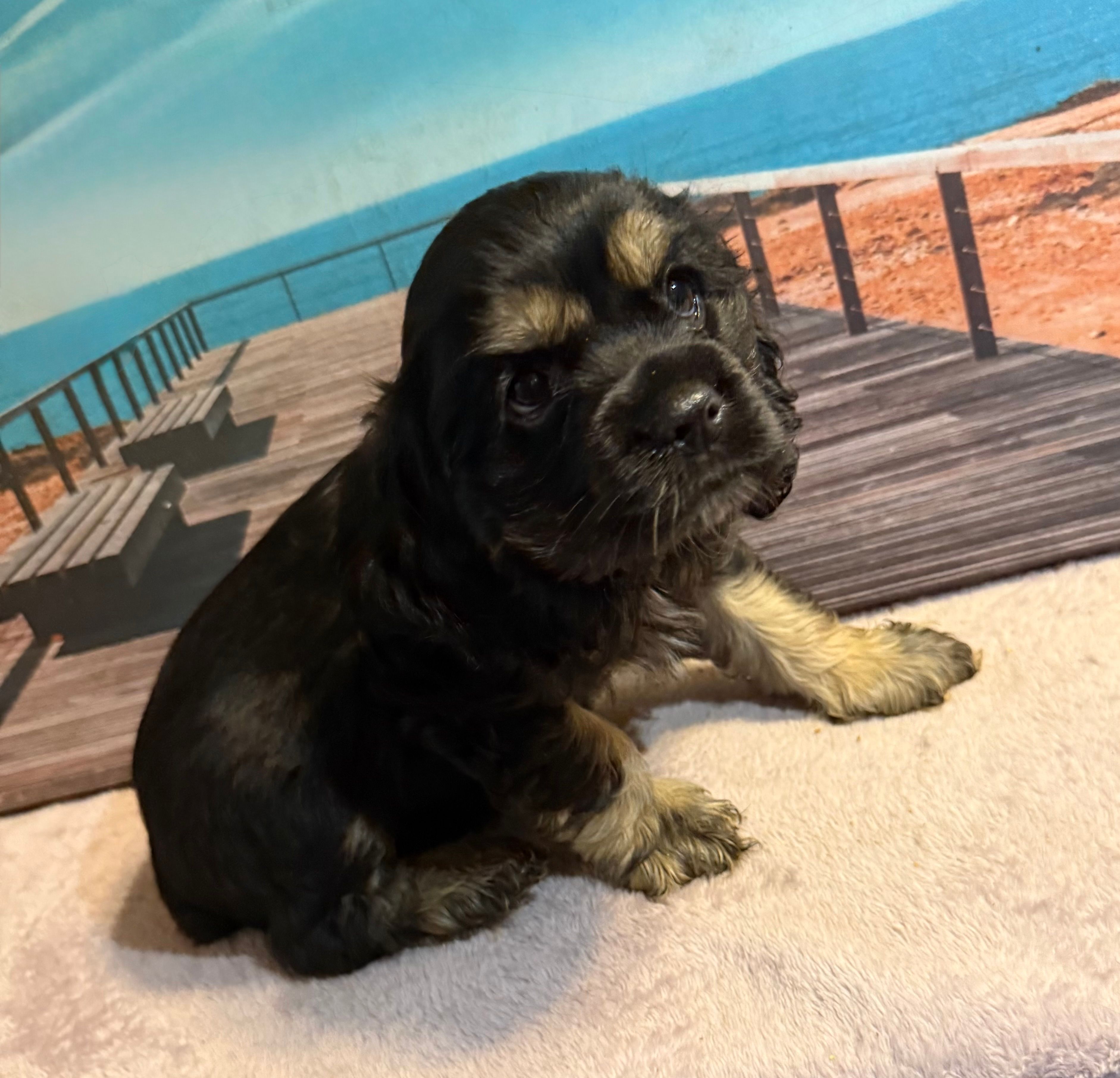 Luigi – Cocker Spaniel puppy for sale in Cedar Point, NC