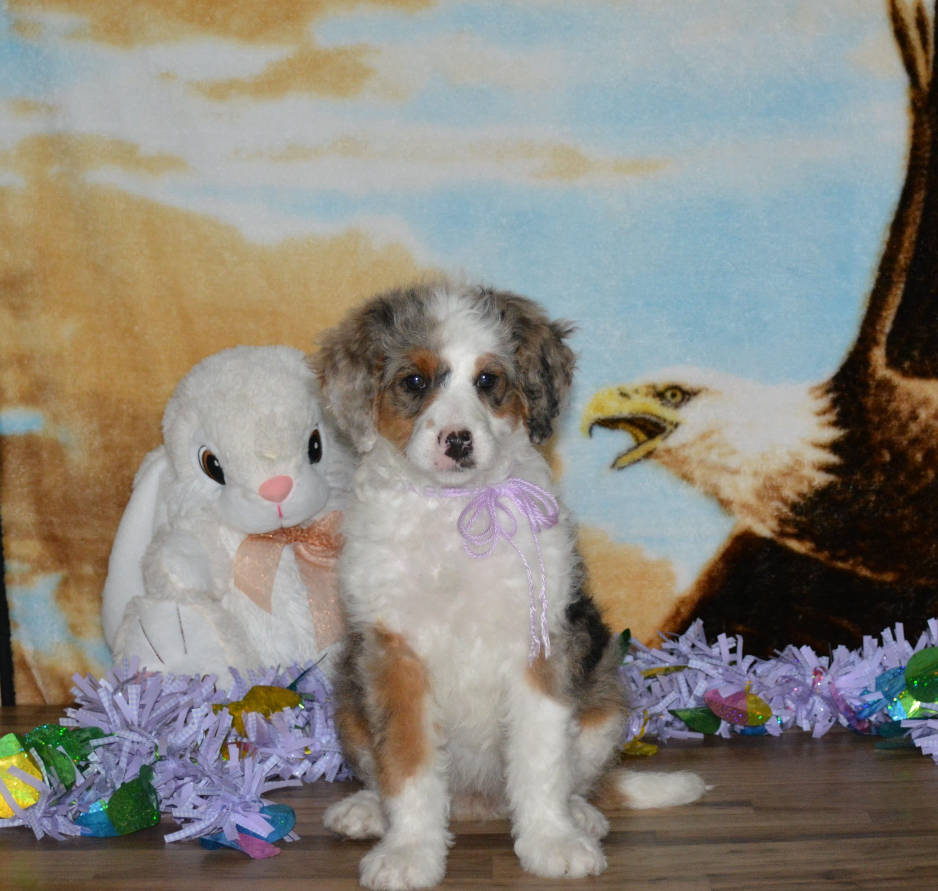 Sara Kay – Miniature Bernedoodle puppy for sale in Edon, OH