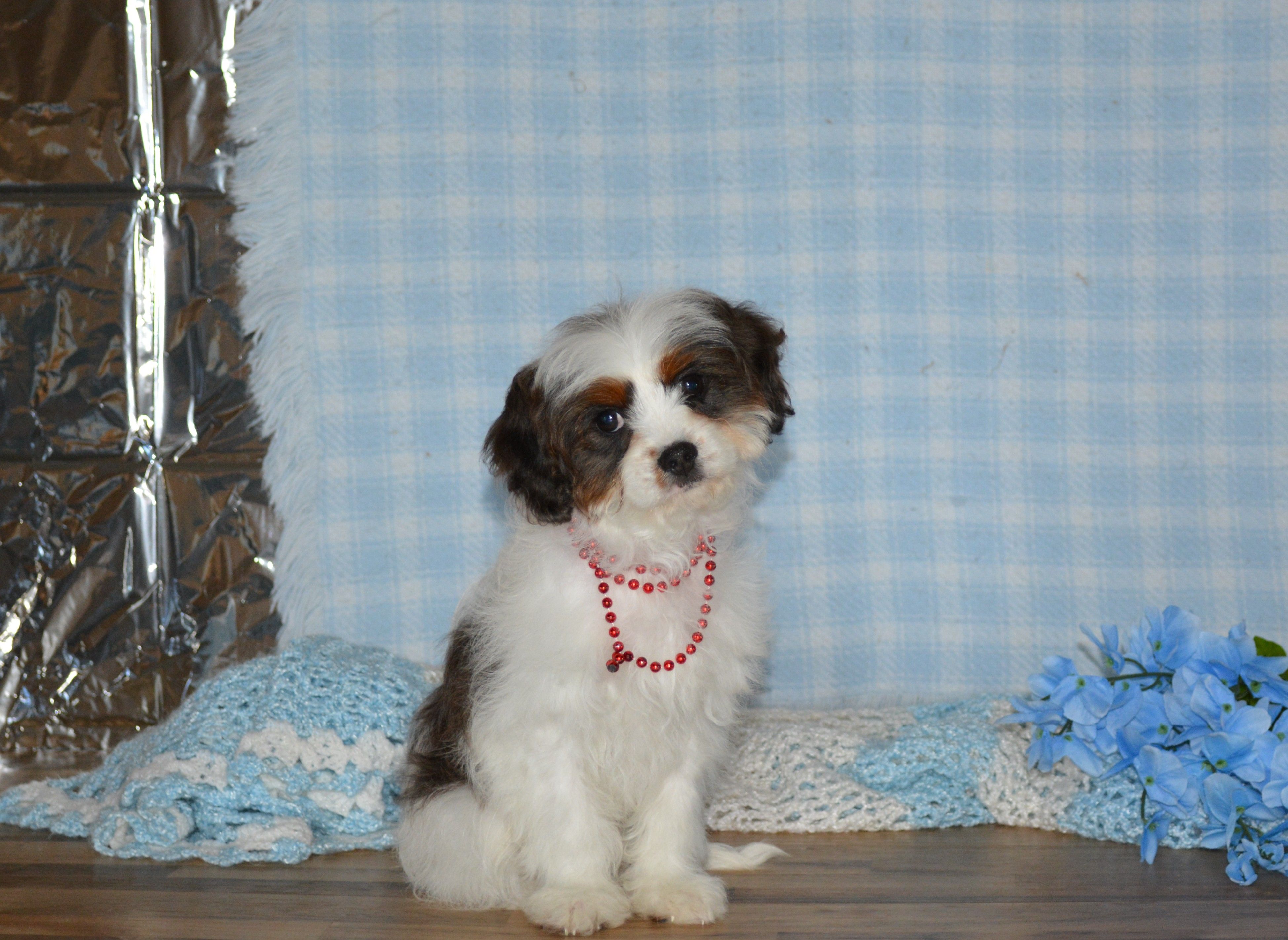 Danny – Cavapoo puppy for sale in Edon, OH