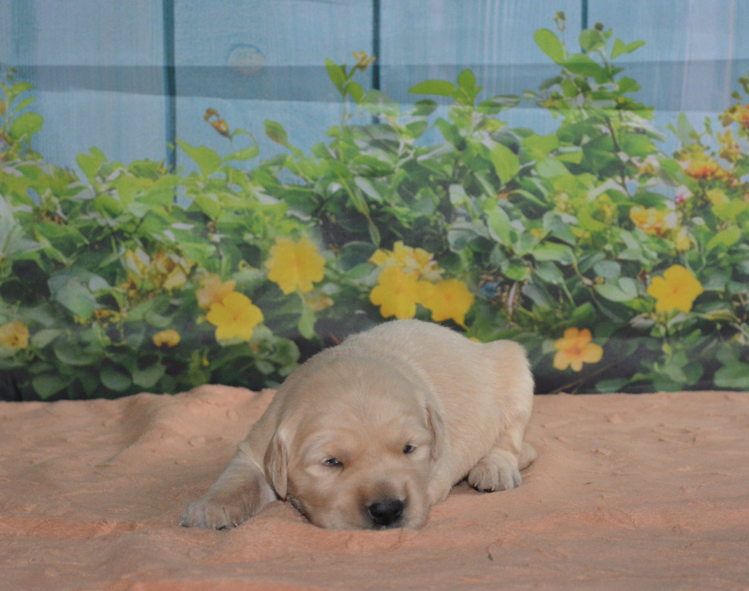 Lacy – English Cream Golden Retriever puppy for sale in Edon, OH