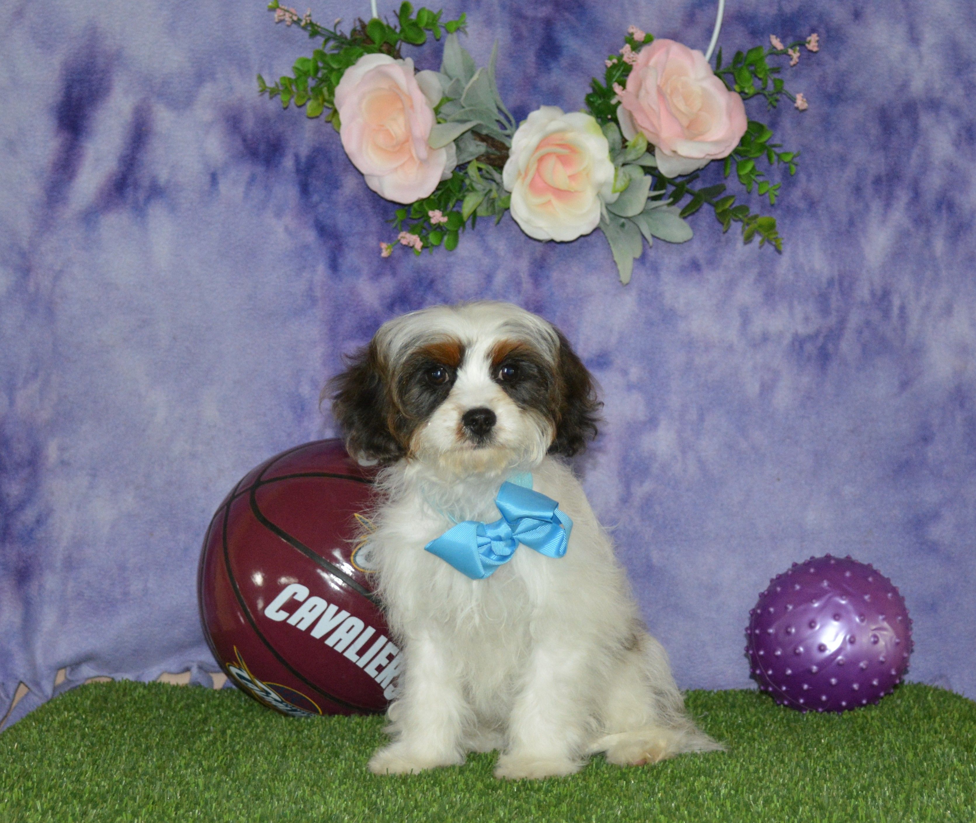 Danny – Cavapoo puppy for sale in Edon, OH