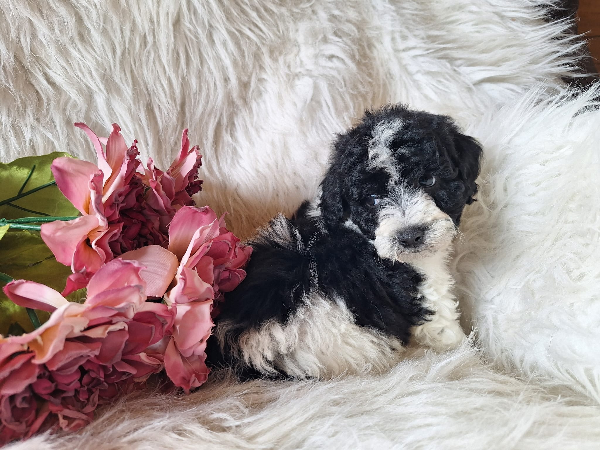 Jubilee – Bichon Frise, Poodle - Toy  puppy for sale in Crawfordsville, IN