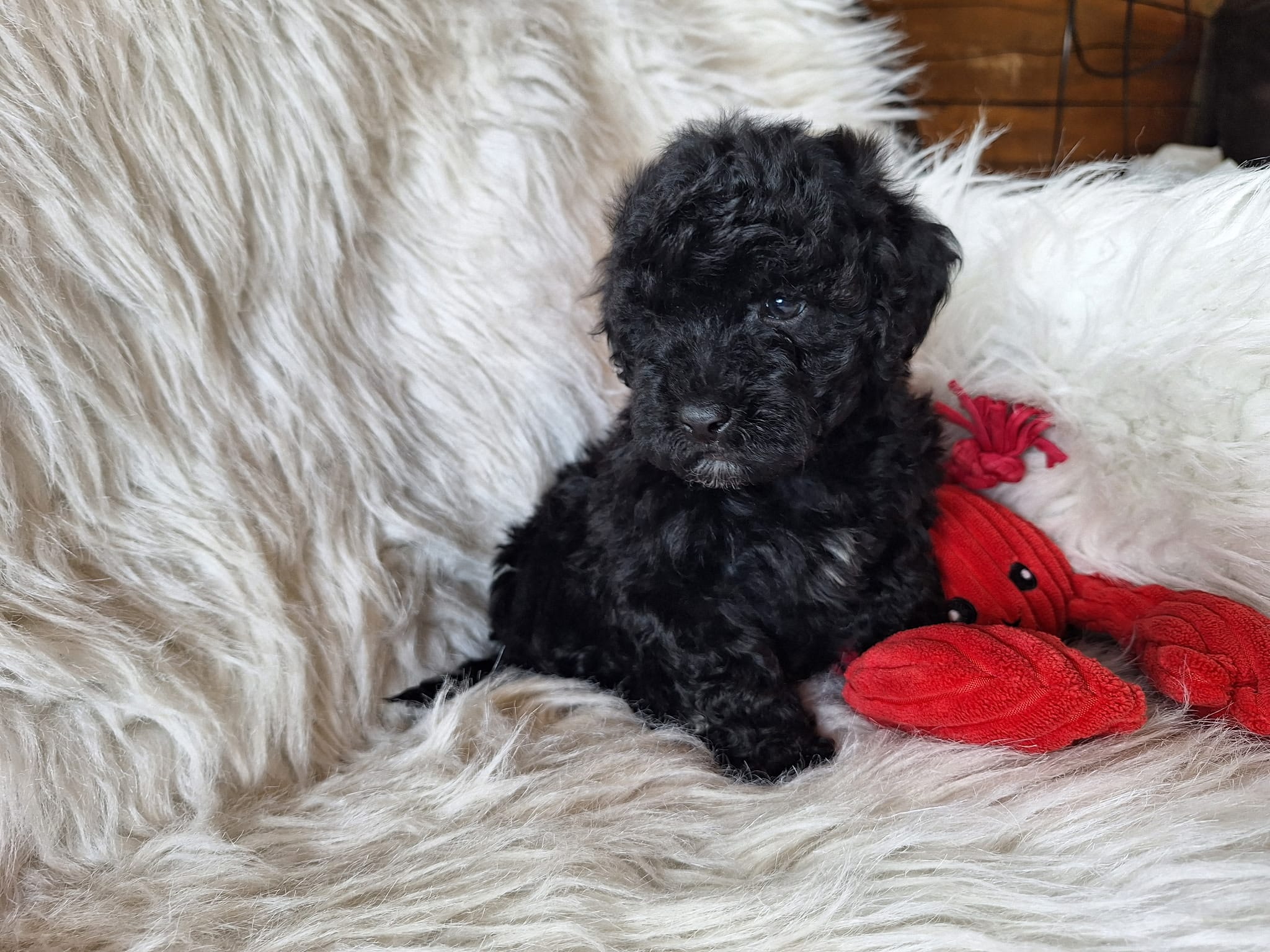 Jax – Bichon Frise, Poodle - Toy  puppy for sale in Crawfordsville, IN