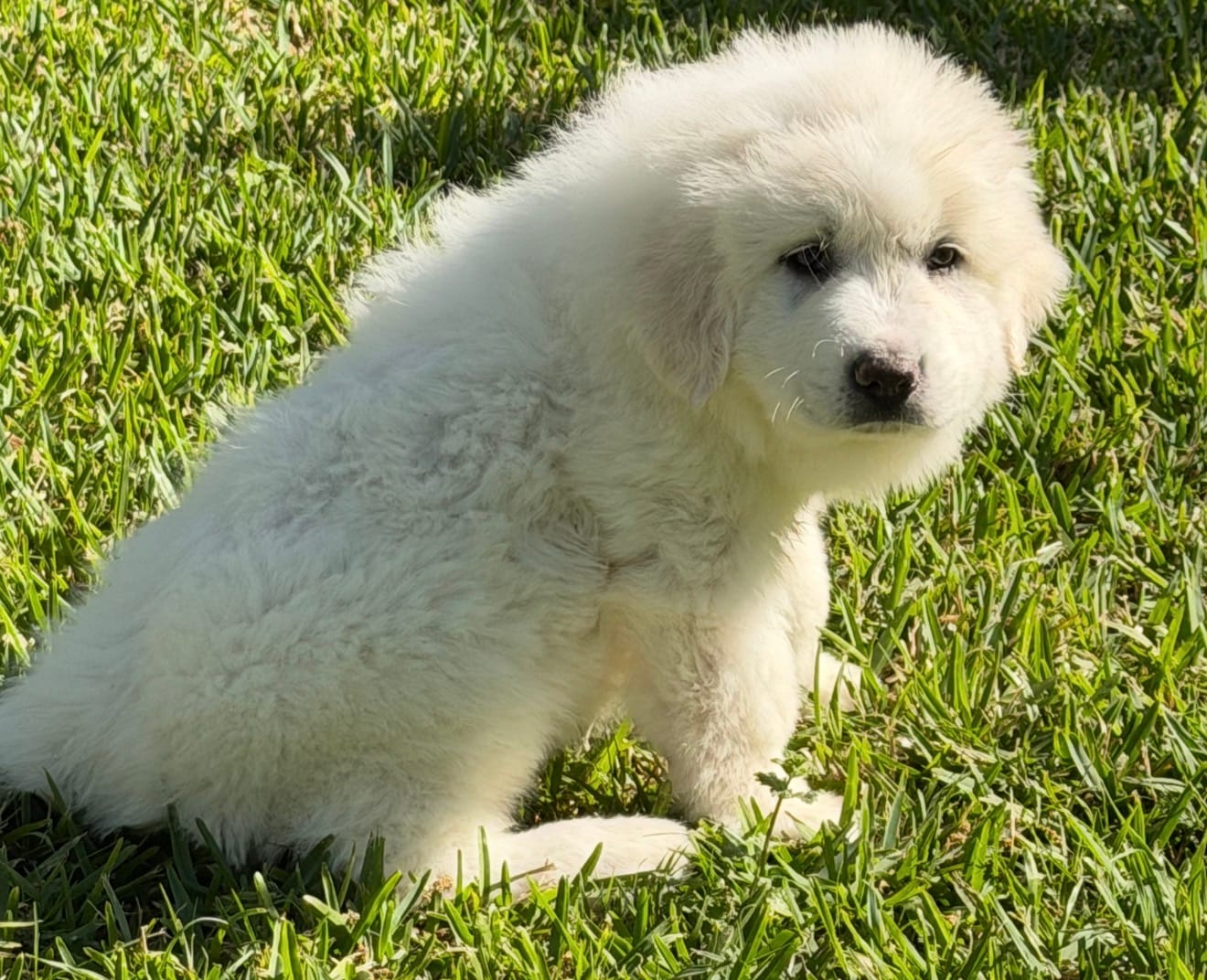 Charmin – Great Pyrenees puppy for sale in Poolville, TX