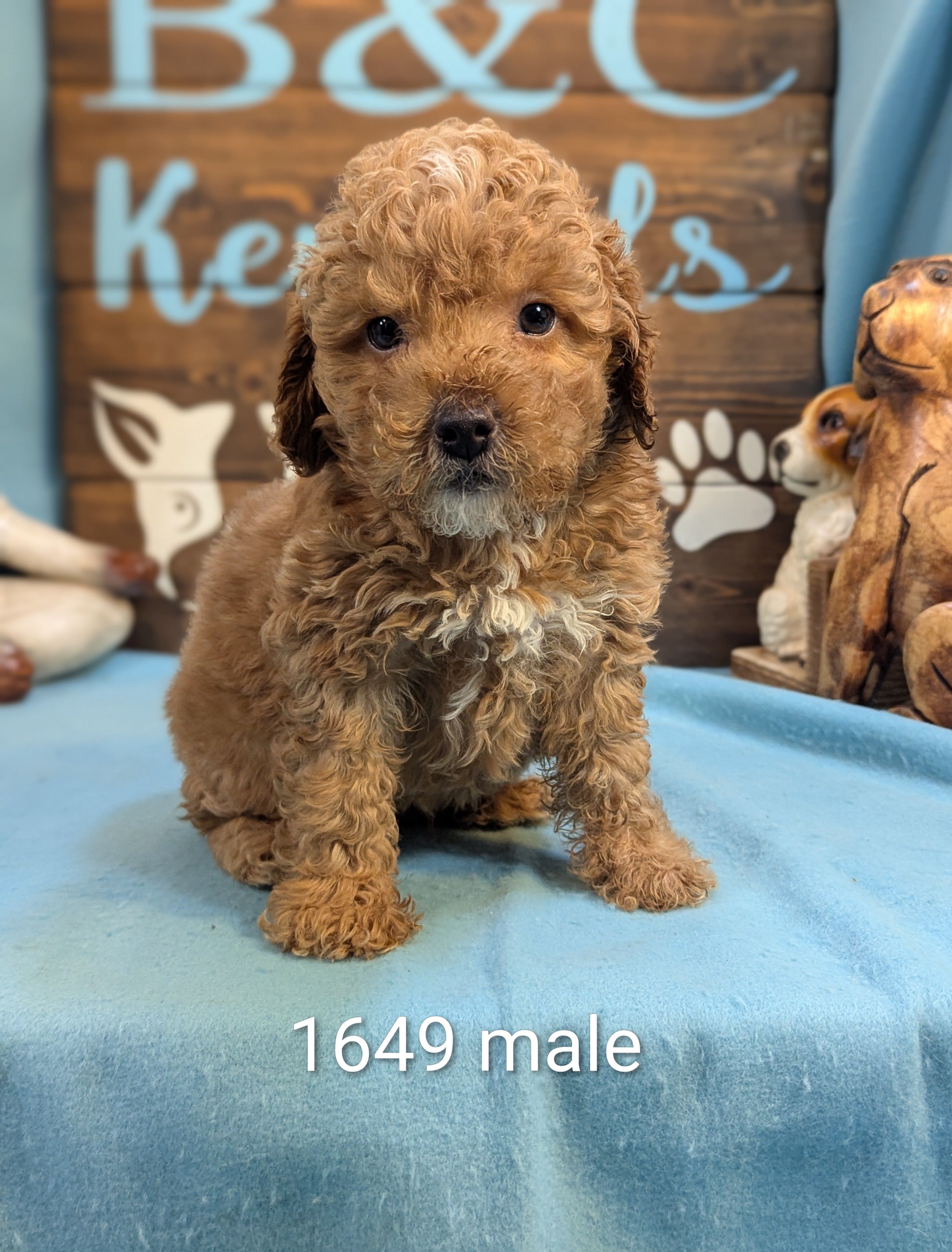 Gold baby – Poodle - Miniature , Miniature Goldendoodle puppy for sale in DeKalb, IL