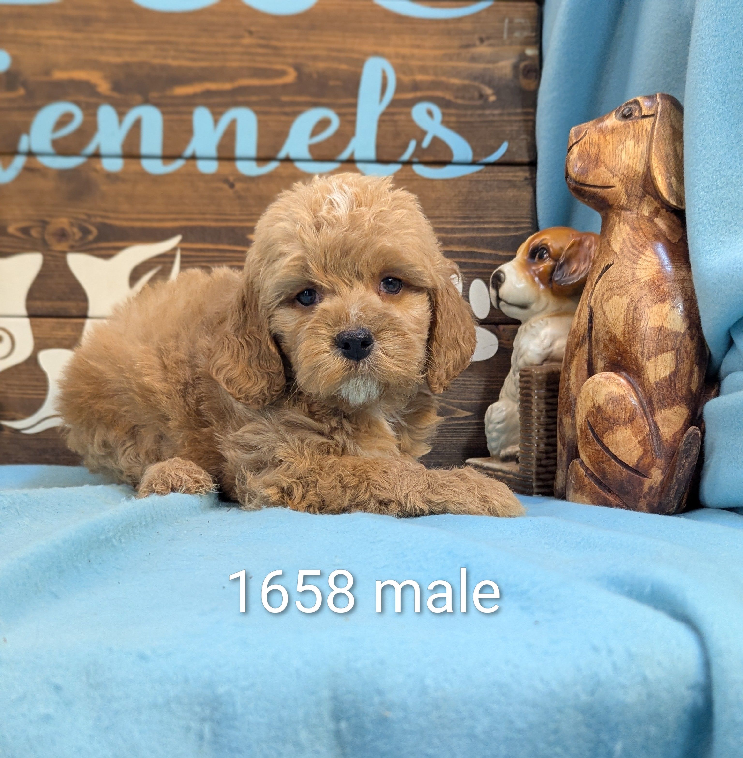 Gold baby – Poodle - Miniature , Miniature Goldendoodle puppy for sale in DeKalb, IL