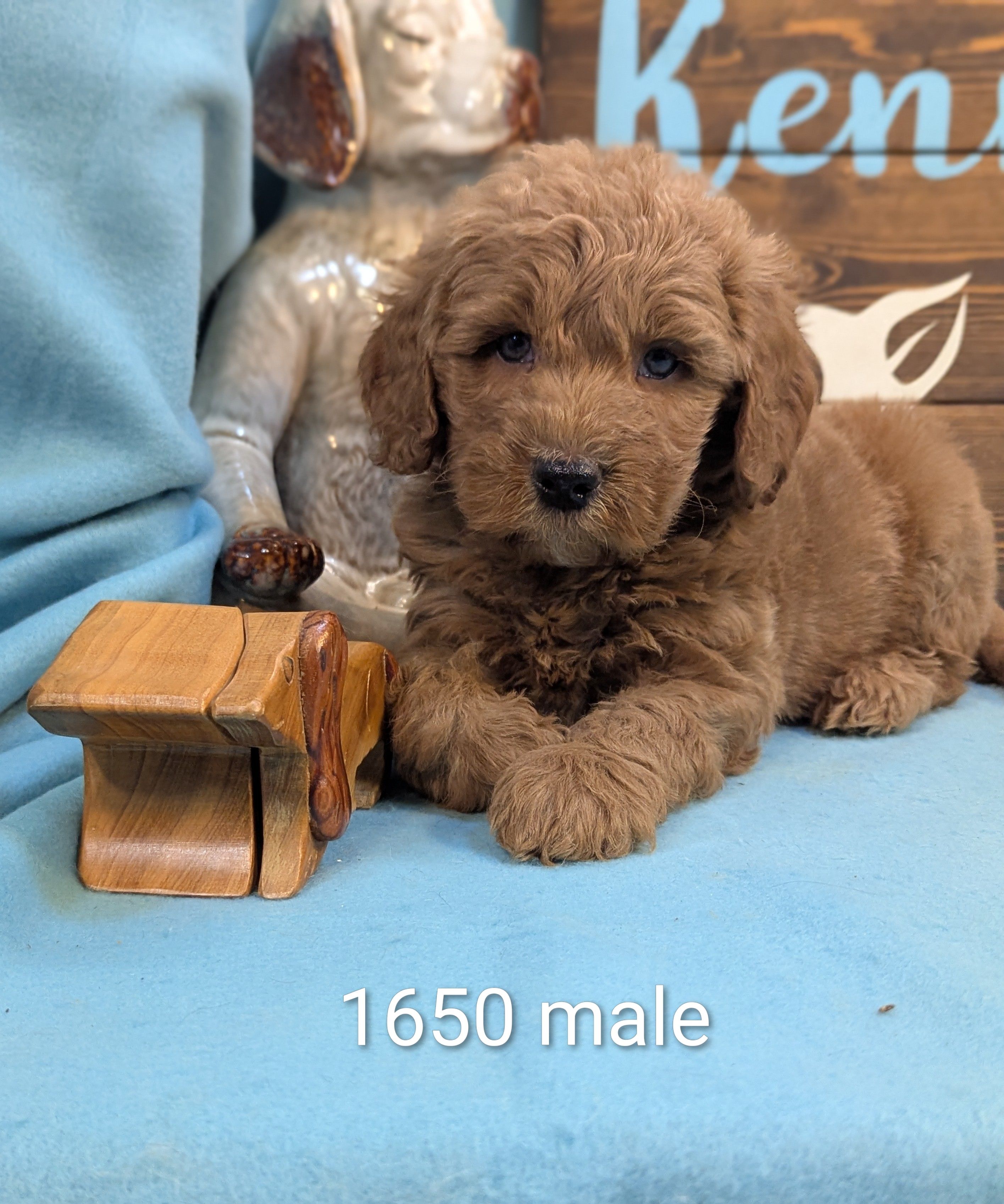 Gold baby – Poodle - Miniature , Miniature Goldendoodle puppy for sale in DeKalb, IL