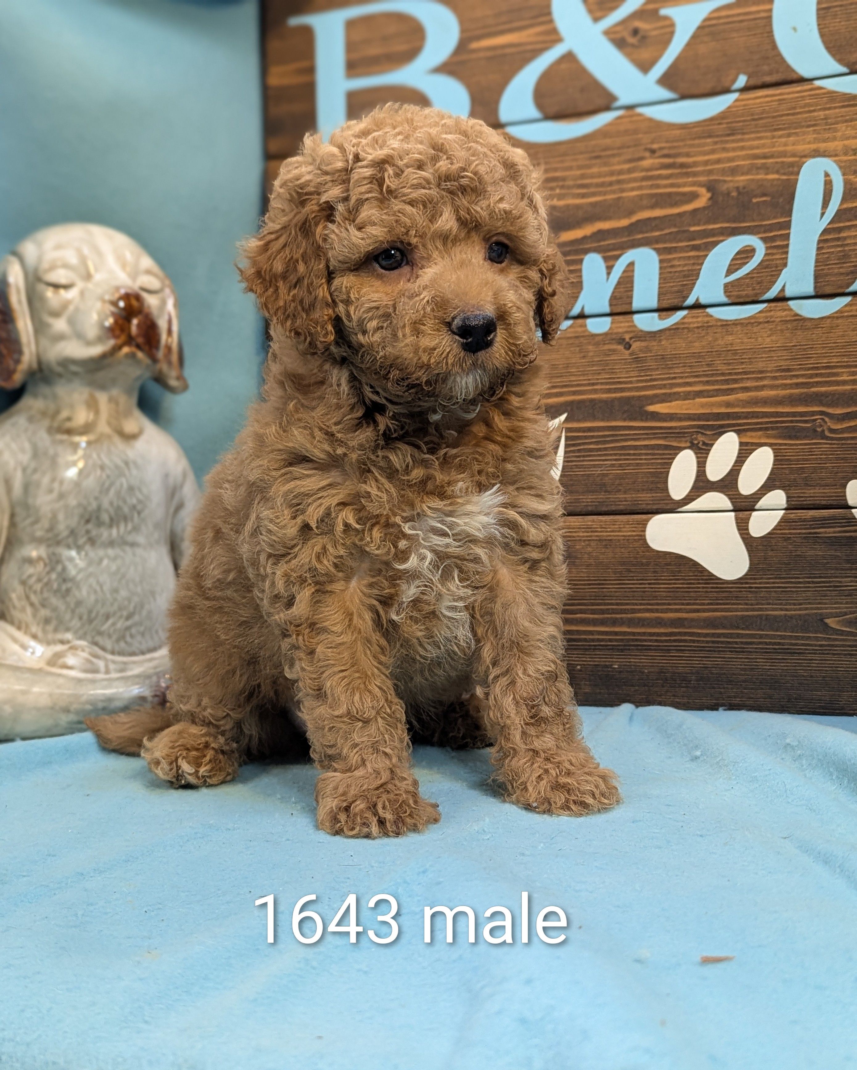 Gold baby – Poodle - Miniature , Miniature Goldendoodle puppy for sale in DeKalb, IL