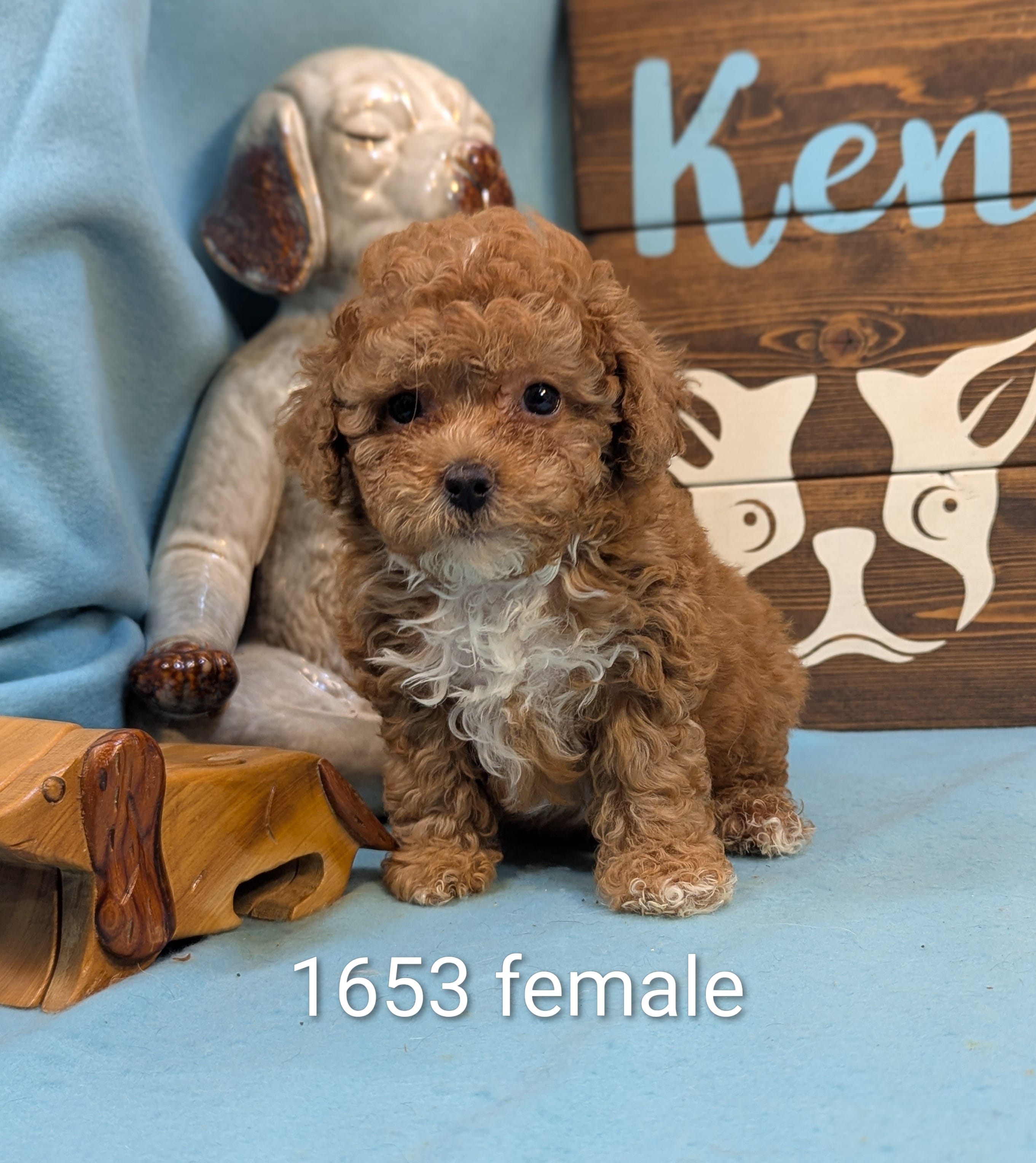 Mini Poodle – Poodle - Miniature  puppy for sale in DeKalb, IL