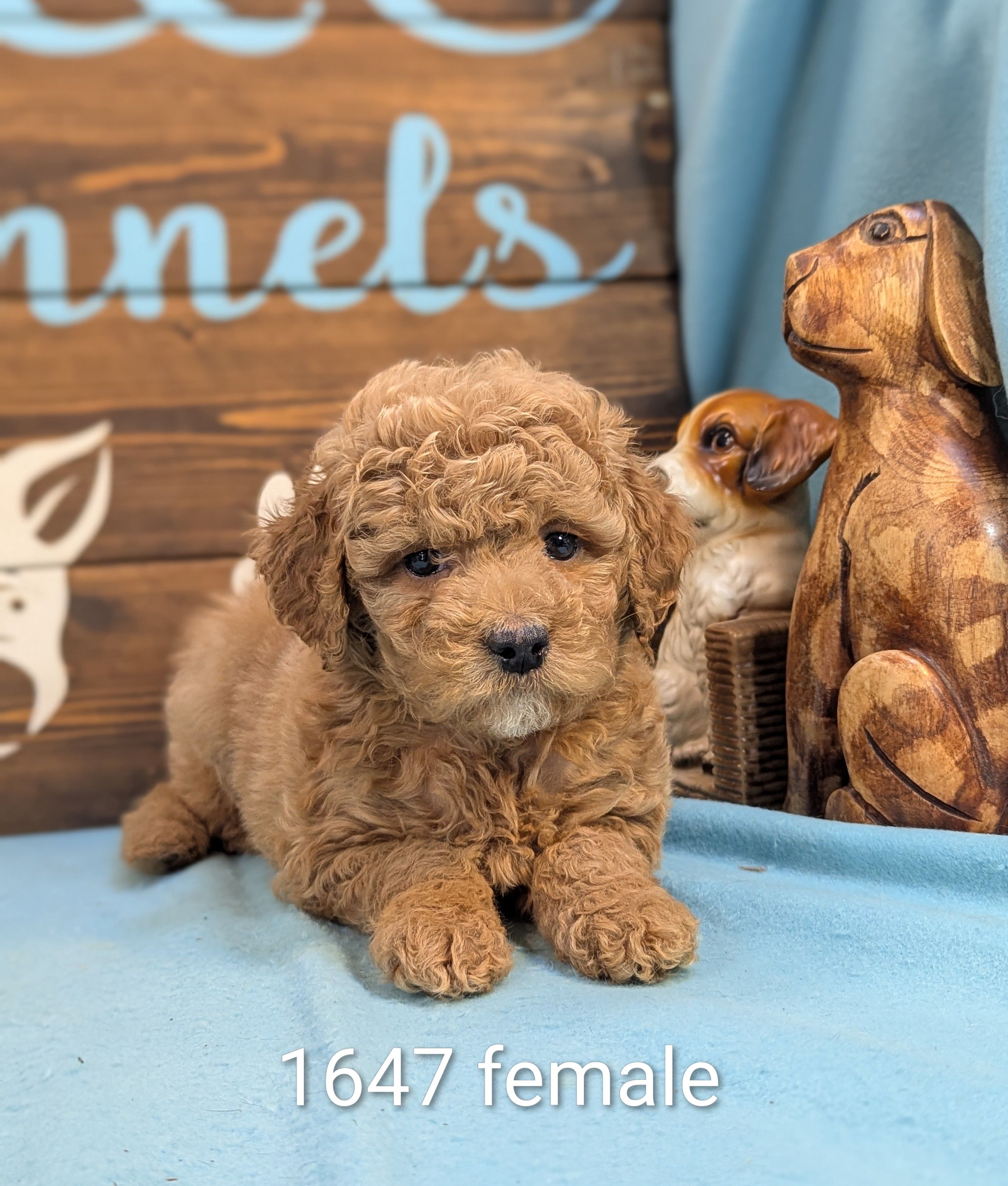 Gold baby – Poodle - Miniature , Miniature Goldendoodle puppy for sale in DeKalb, IL