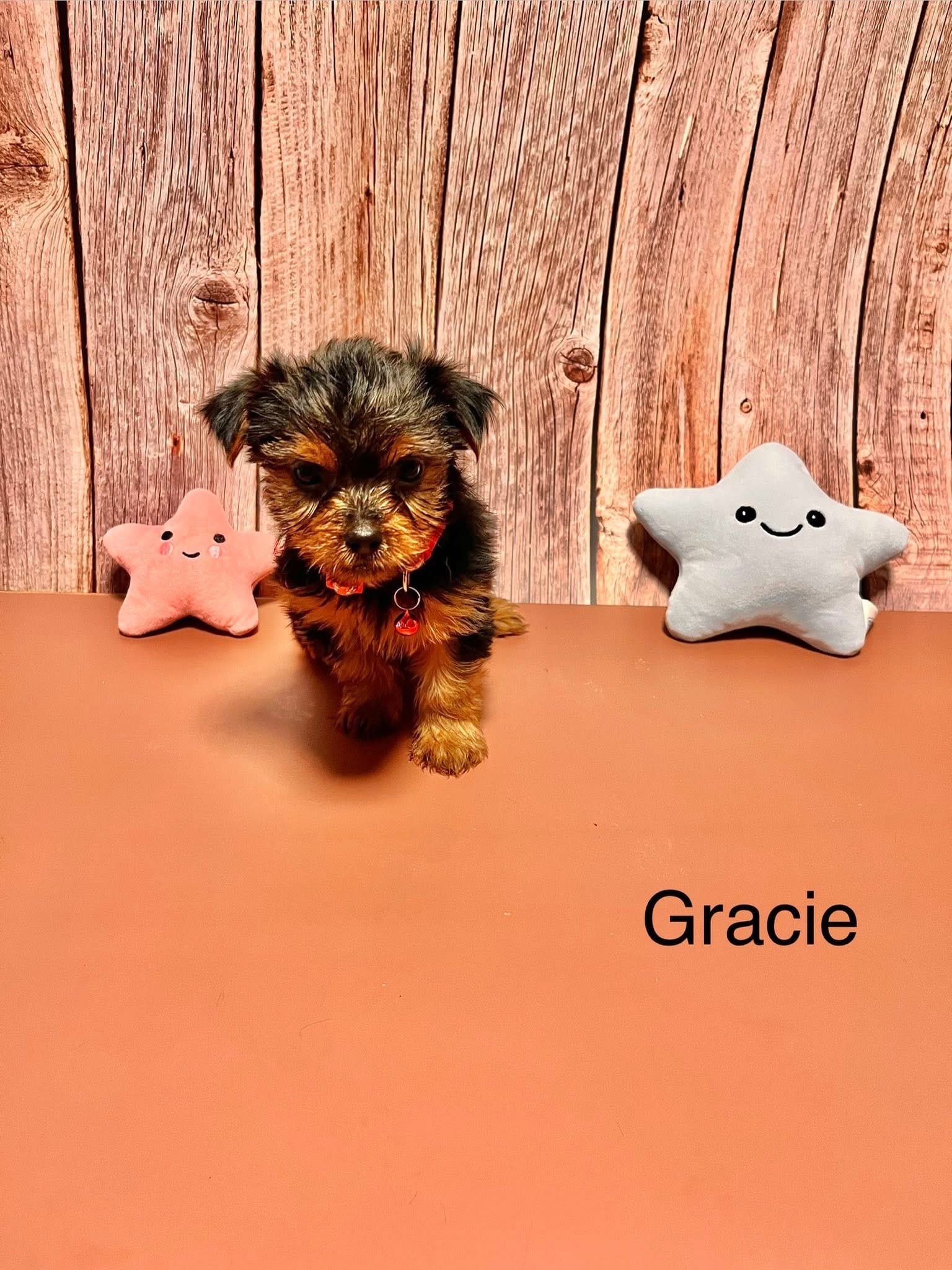 Gracie