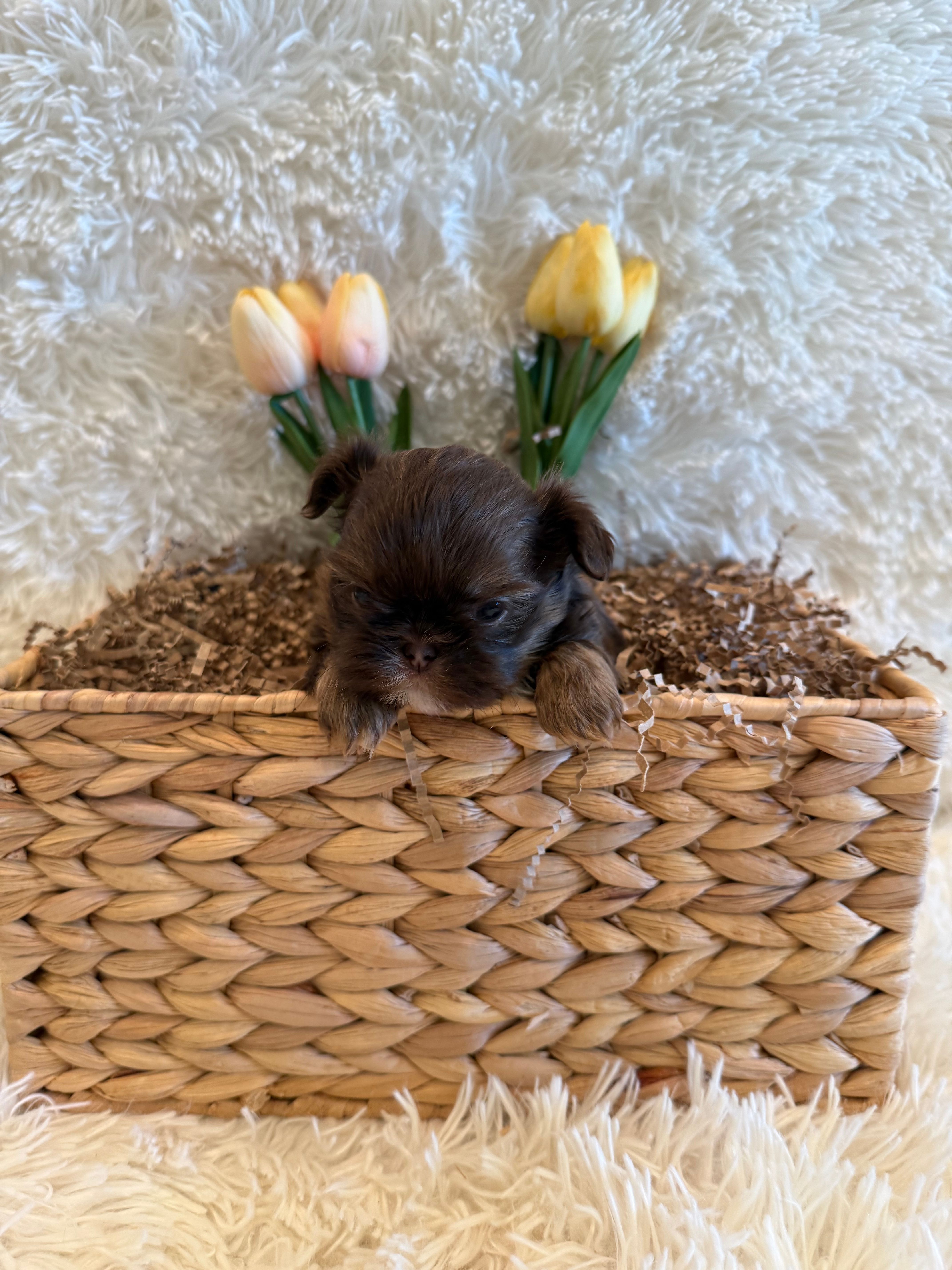 Asher – Shih Tzu puppy for sale in Success, MO