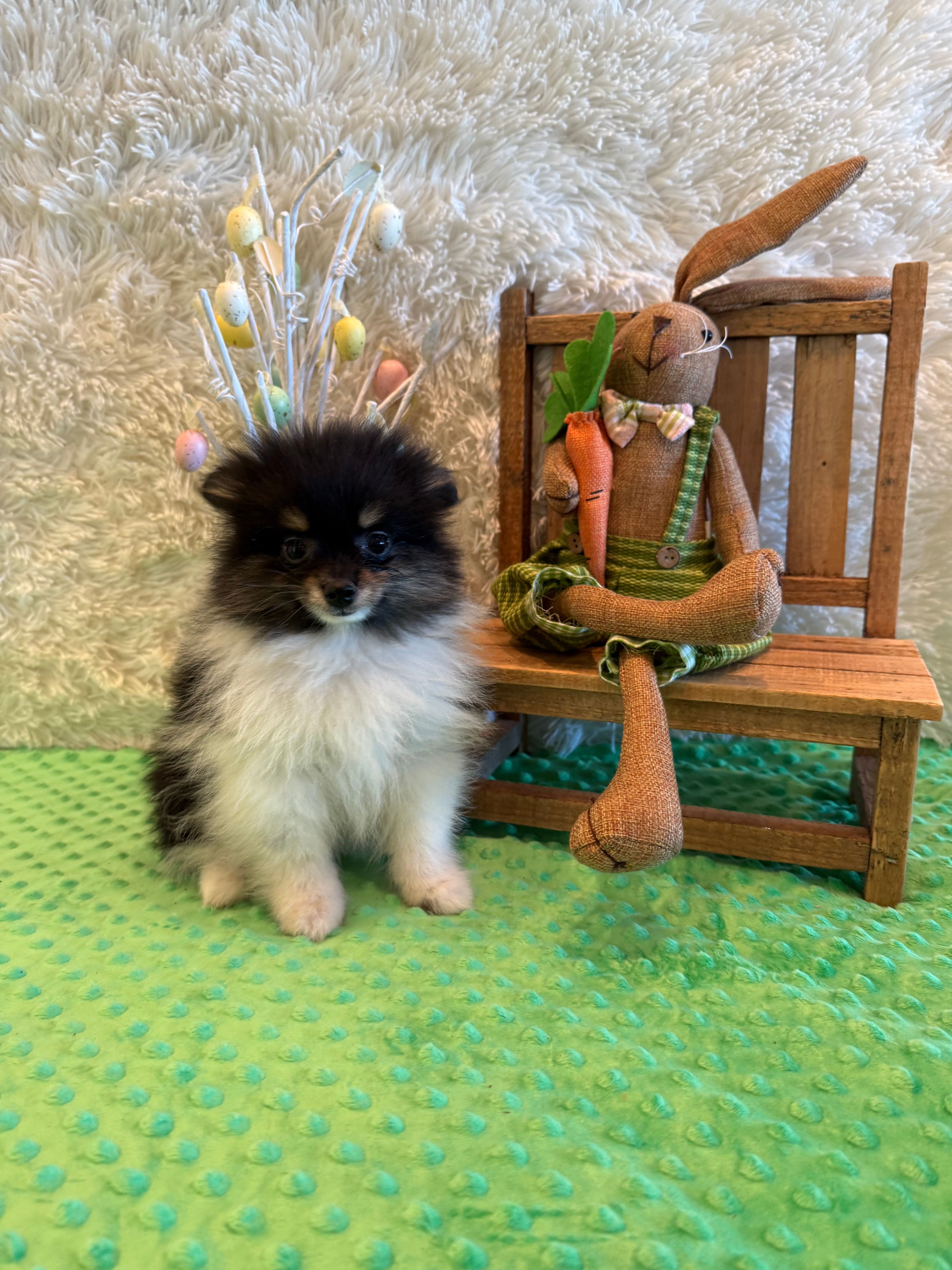 Finn  – Pomeranian puppy for sale in Success, MO