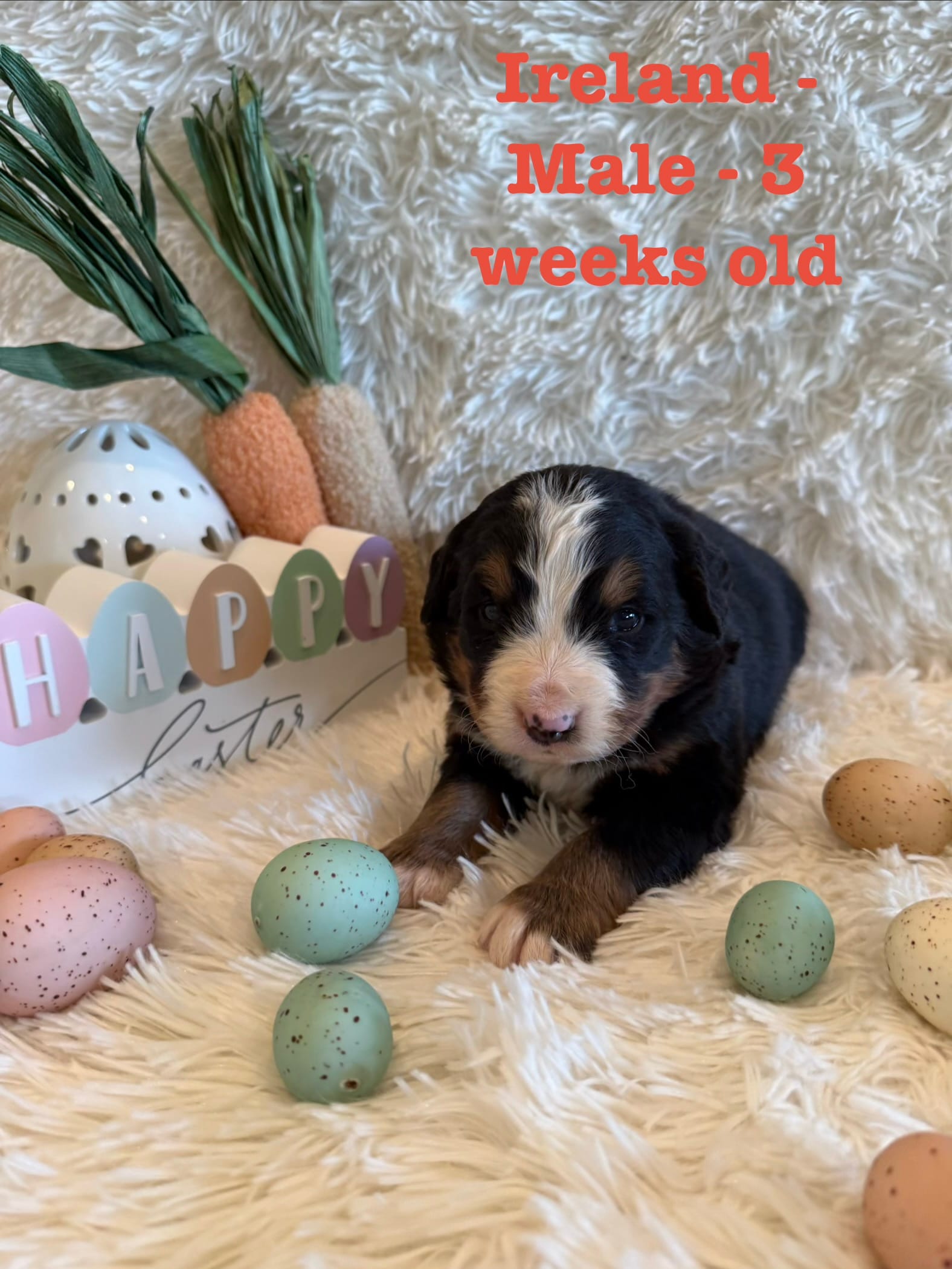 Ireland – Bernese Mountain Dog puppy for sale in Success, MO