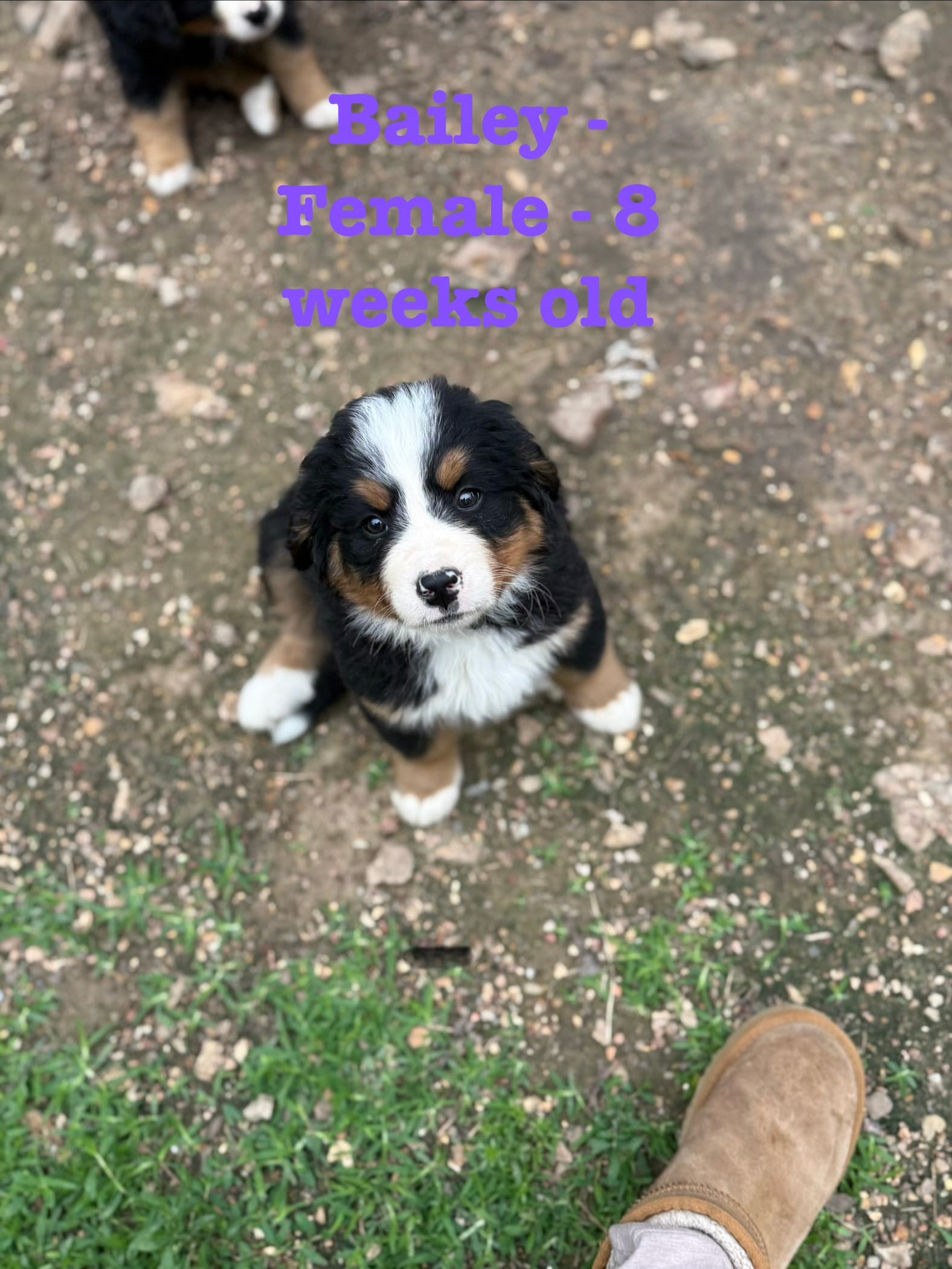 Bailey – Bernese Mountain Dog puppy for sale in Success, MO