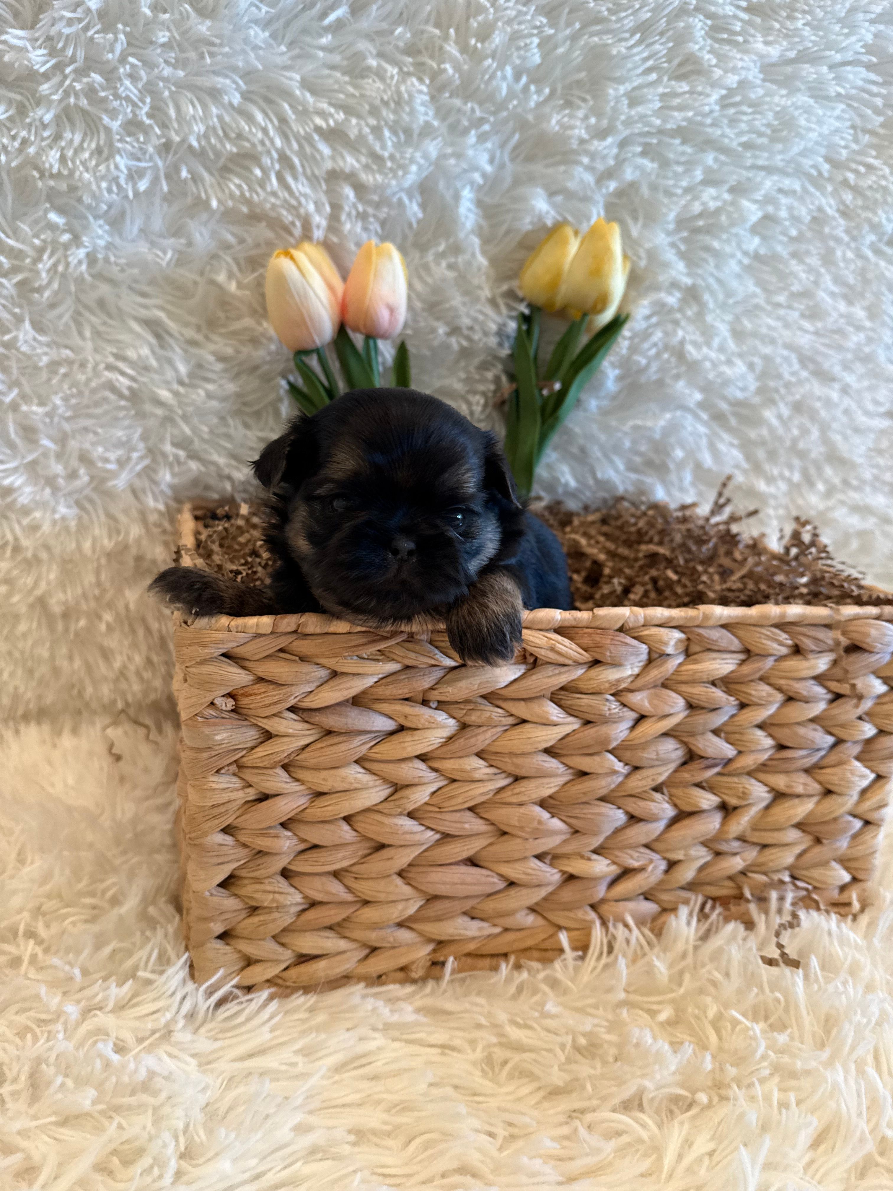 Oakley – Shih Tzu puppy for sale in Success, MO