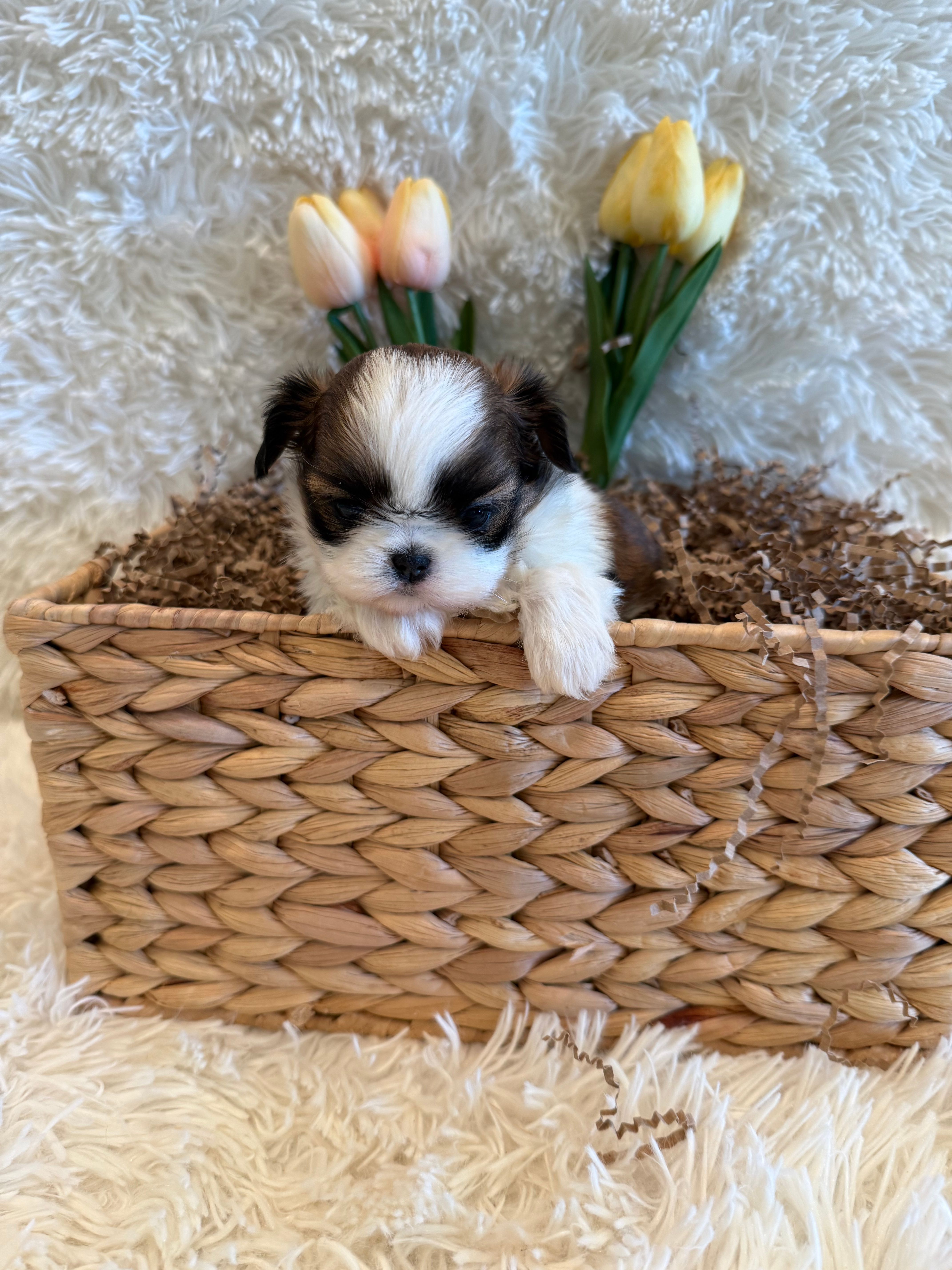 Hazel – Shih Tzu puppy for sale in Success, MO