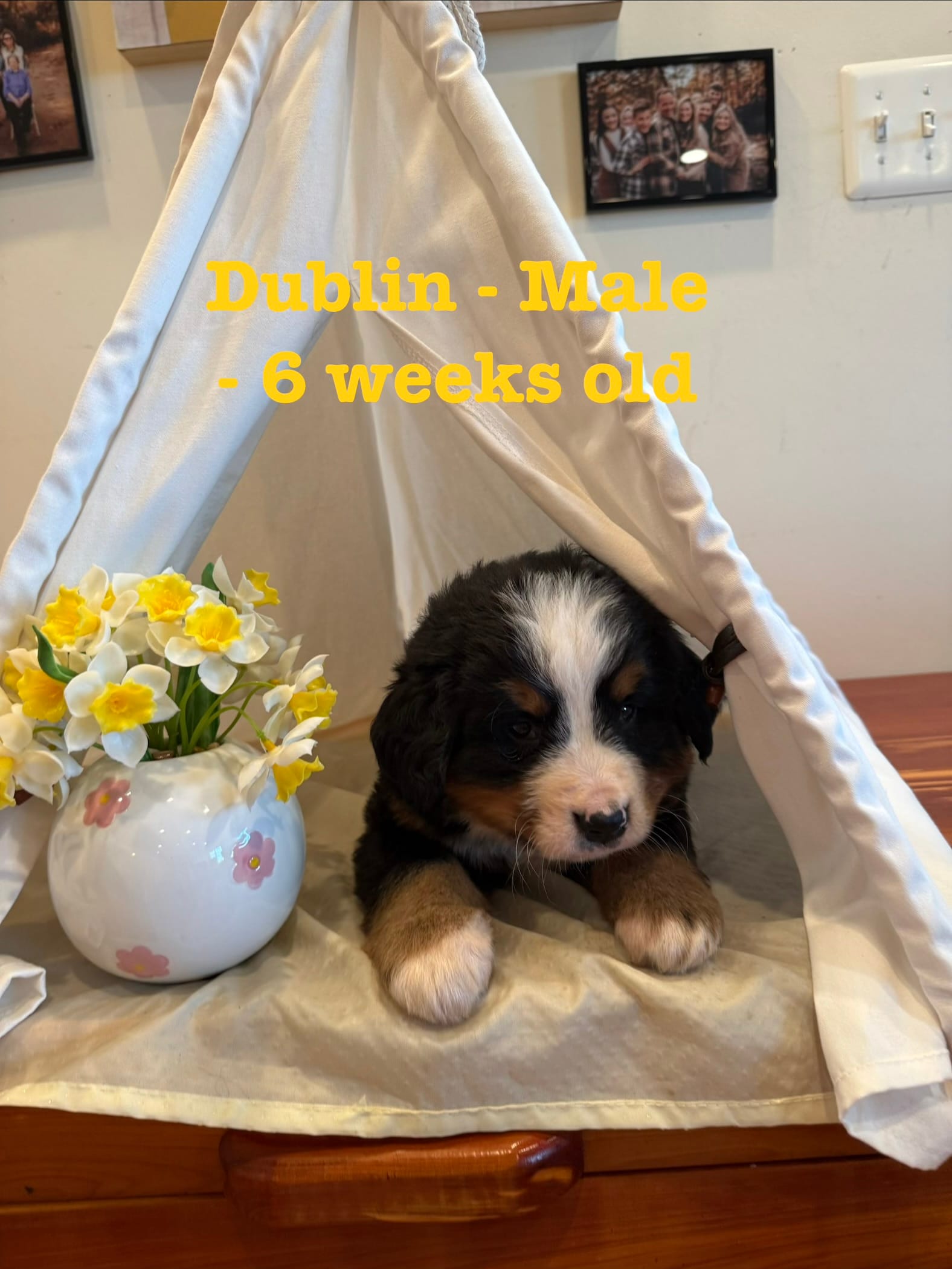 Dublin – Bernese Mountain Dog puppy for sale in Success, MO