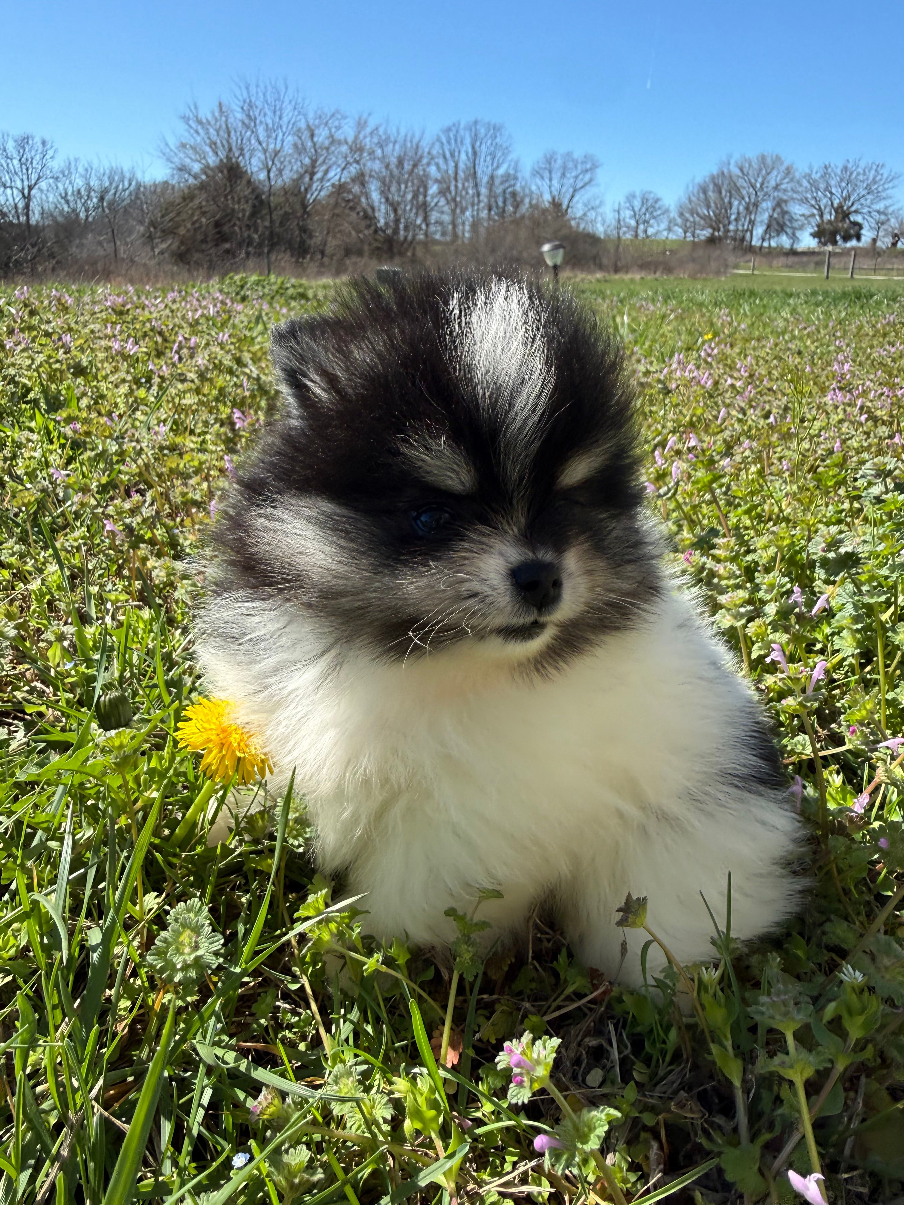 Willow – Pomeranian puppy for sale in Success, MO