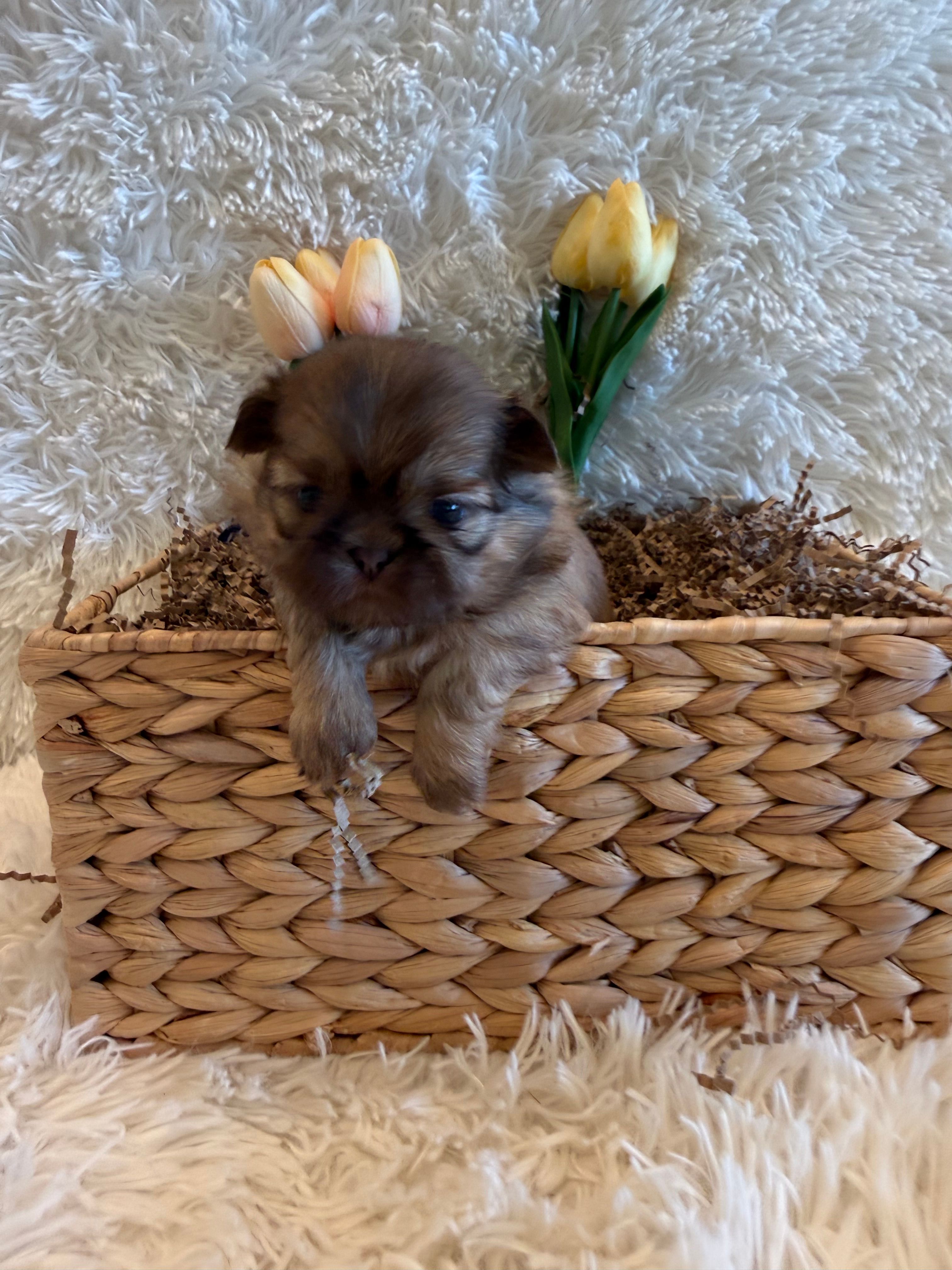 Sparrow – Shih Tzu puppy for sale in Success, MO