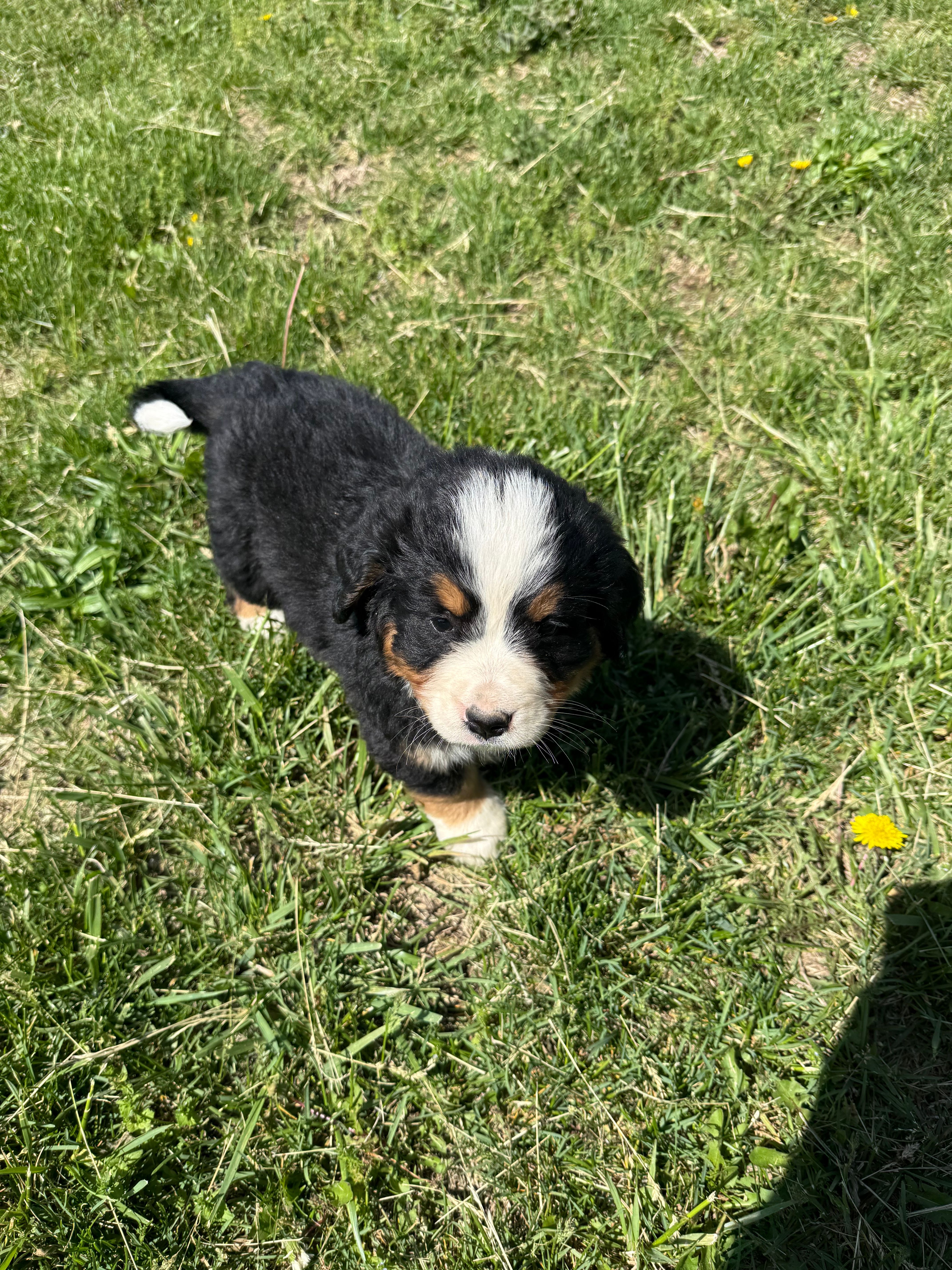 Riley – Bernese Mountain Dog puppy for sale in Success, MO