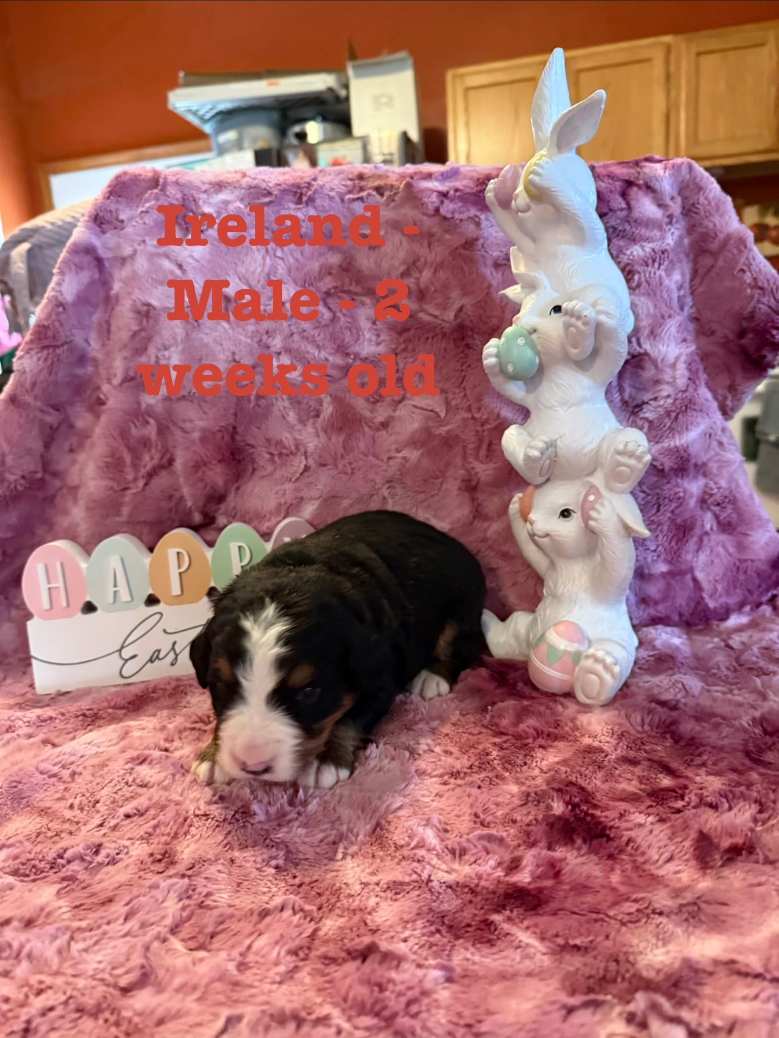 Ireland – Bernese Mountain Dog puppy for sale in Success, MO