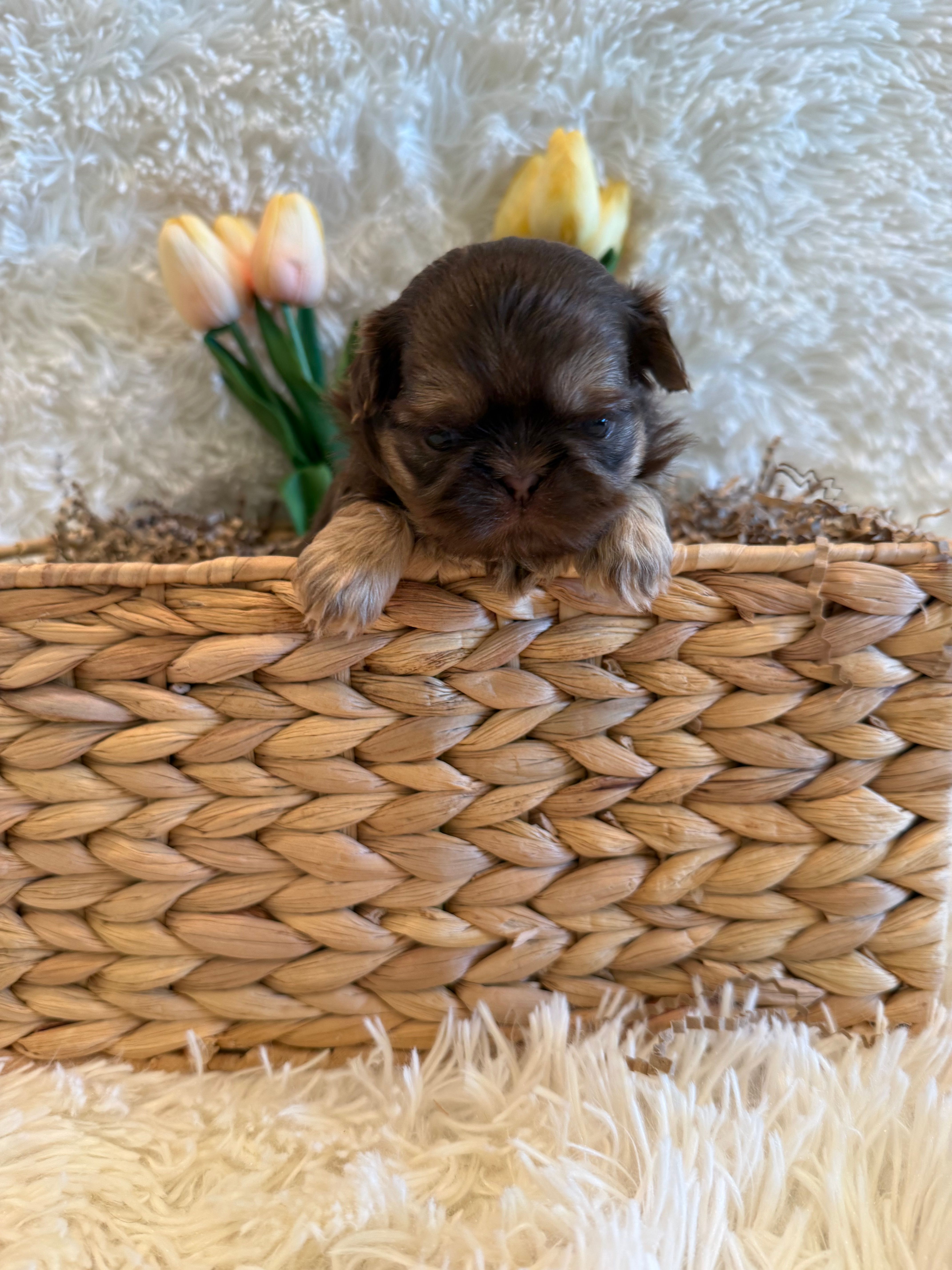 Greene  – Shih Tzu puppy for sale in Success, MO
