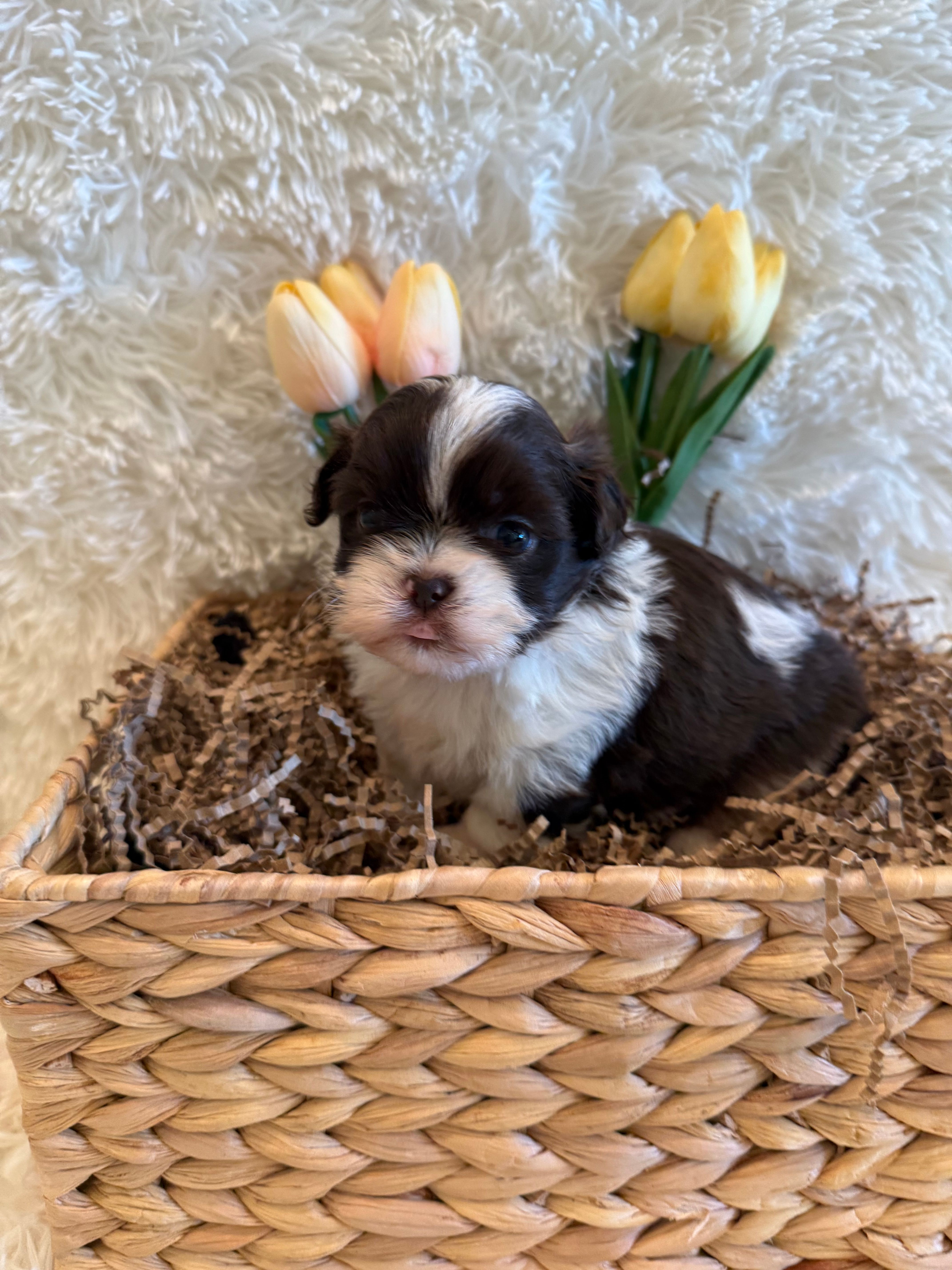 Sailor  – Shih Tzu puppy for sale in Success, MO