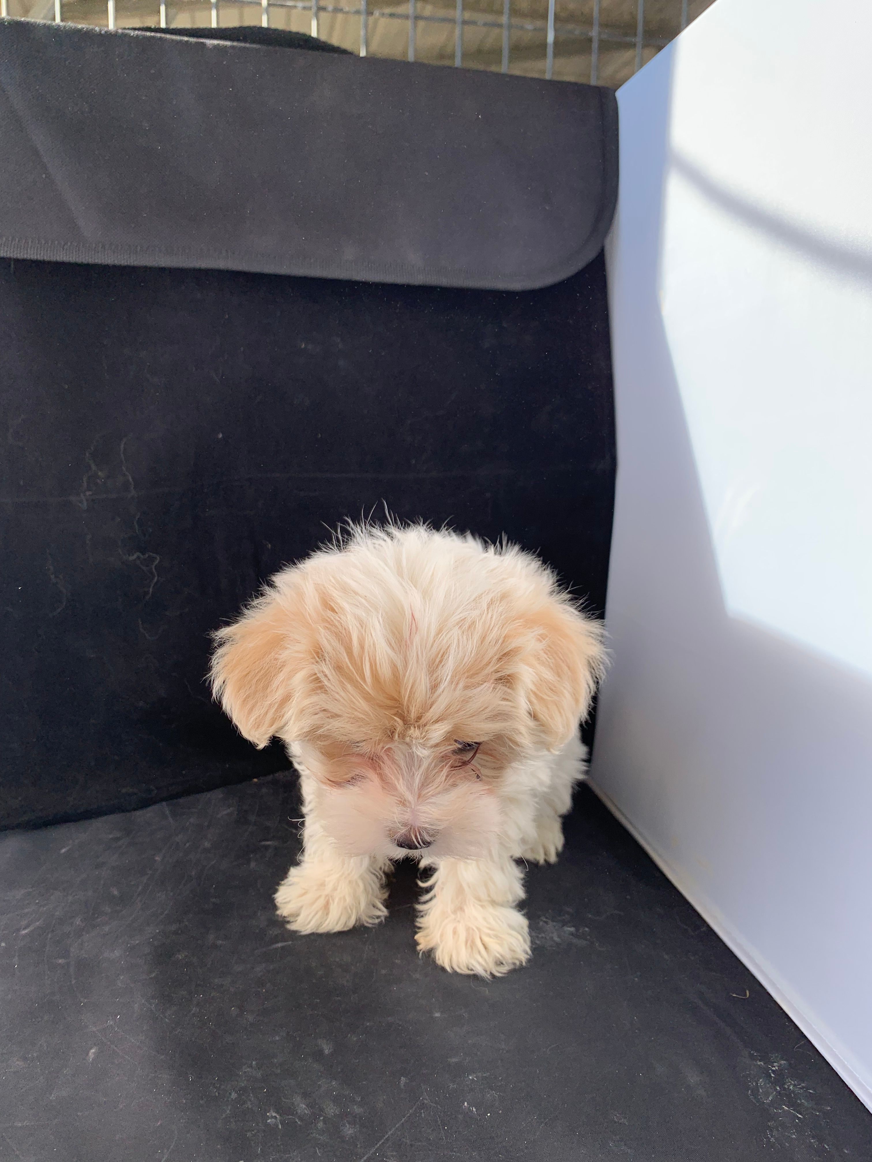 Alexa – Maltese, Poodle - Toy  puppy for sale in Moody, TX