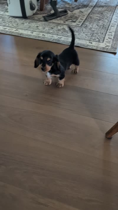 Ollie, a male Dachshund for sale in Goshen, IN – 2 of 8