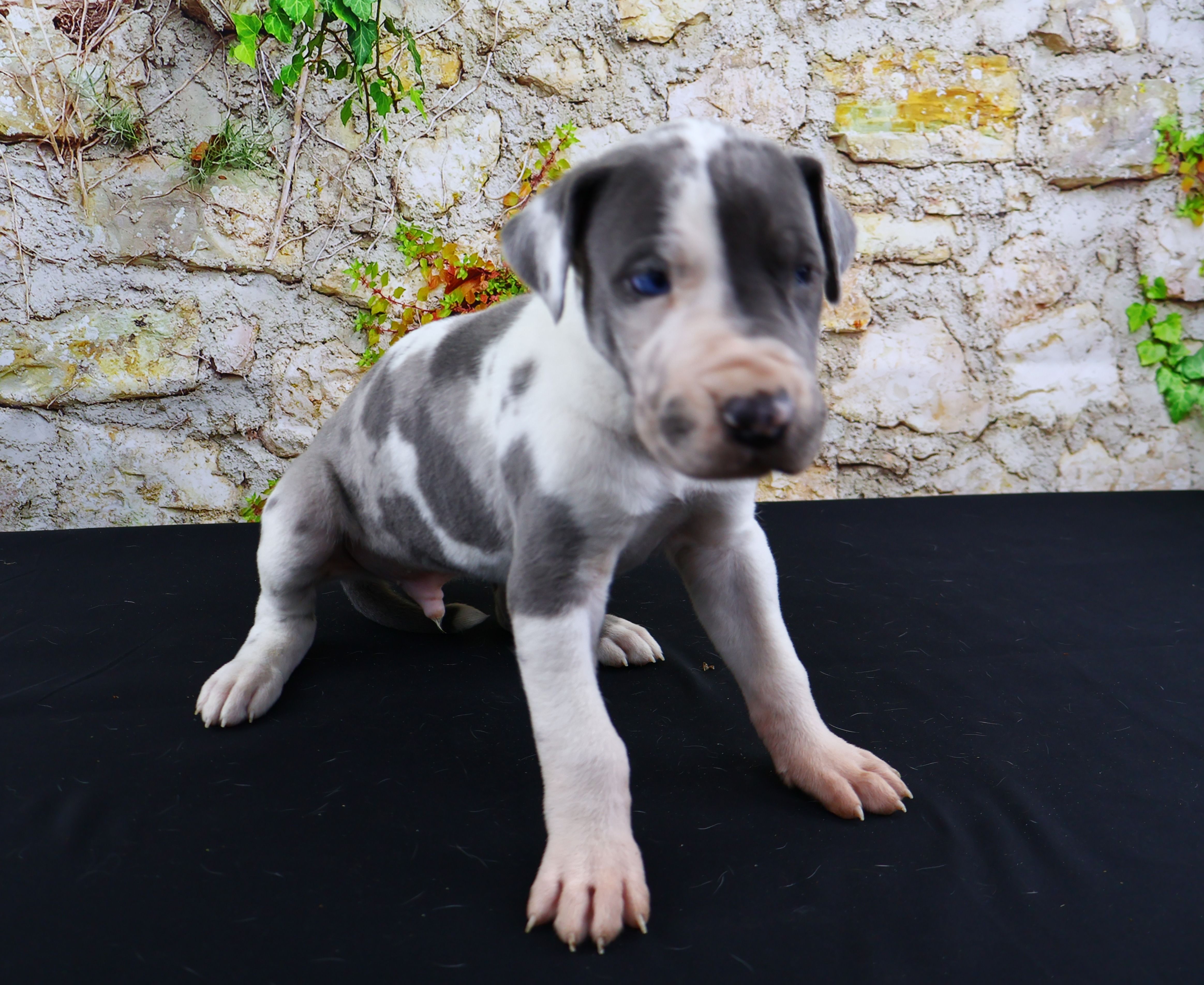 Cujo – Great Dane puppy for sale in Bryant, IN