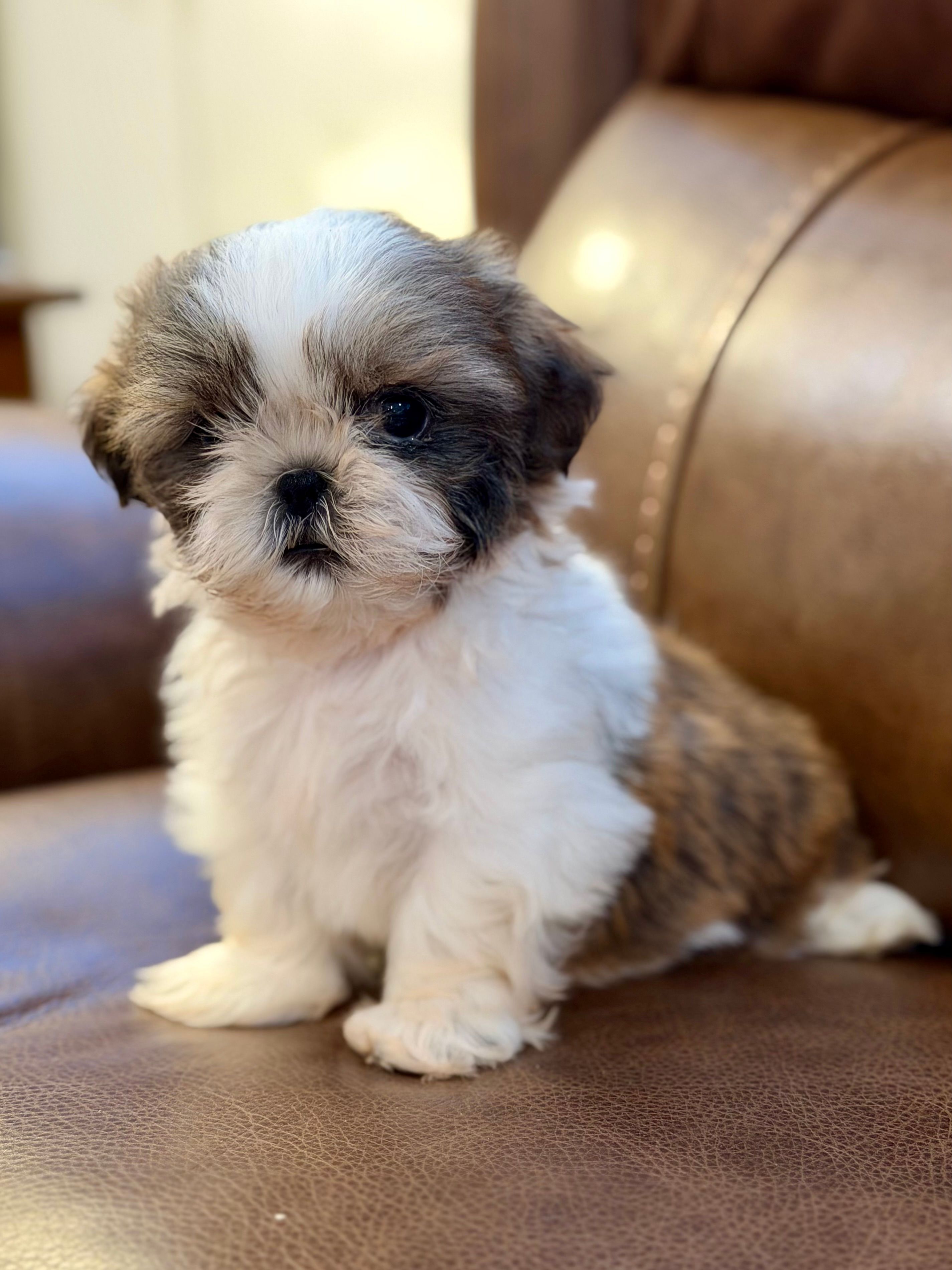 Mr Gold – Shih Tzu puppy for sale in Waco, TX