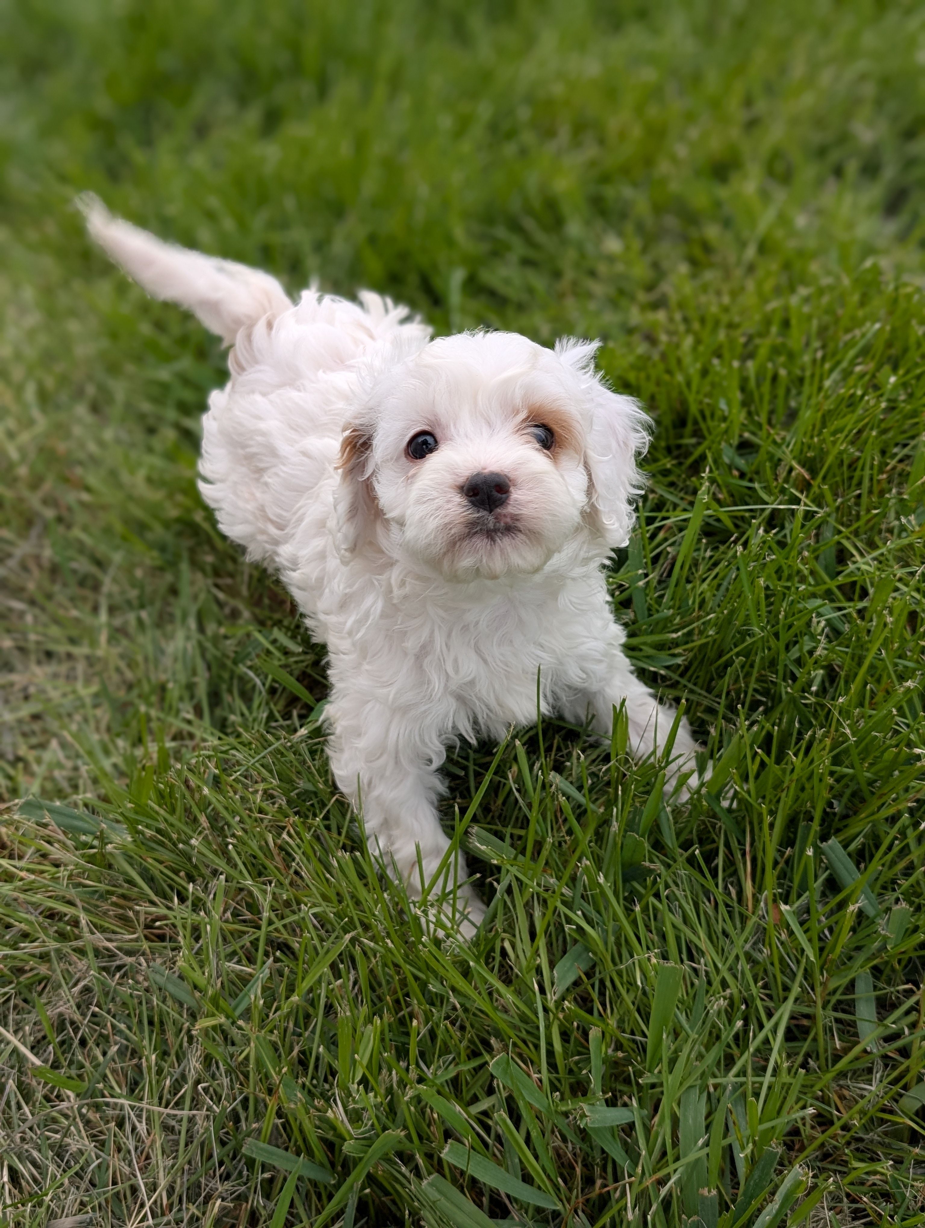 Benedict  – Cavapoo puppy for sale in Bristol, IN