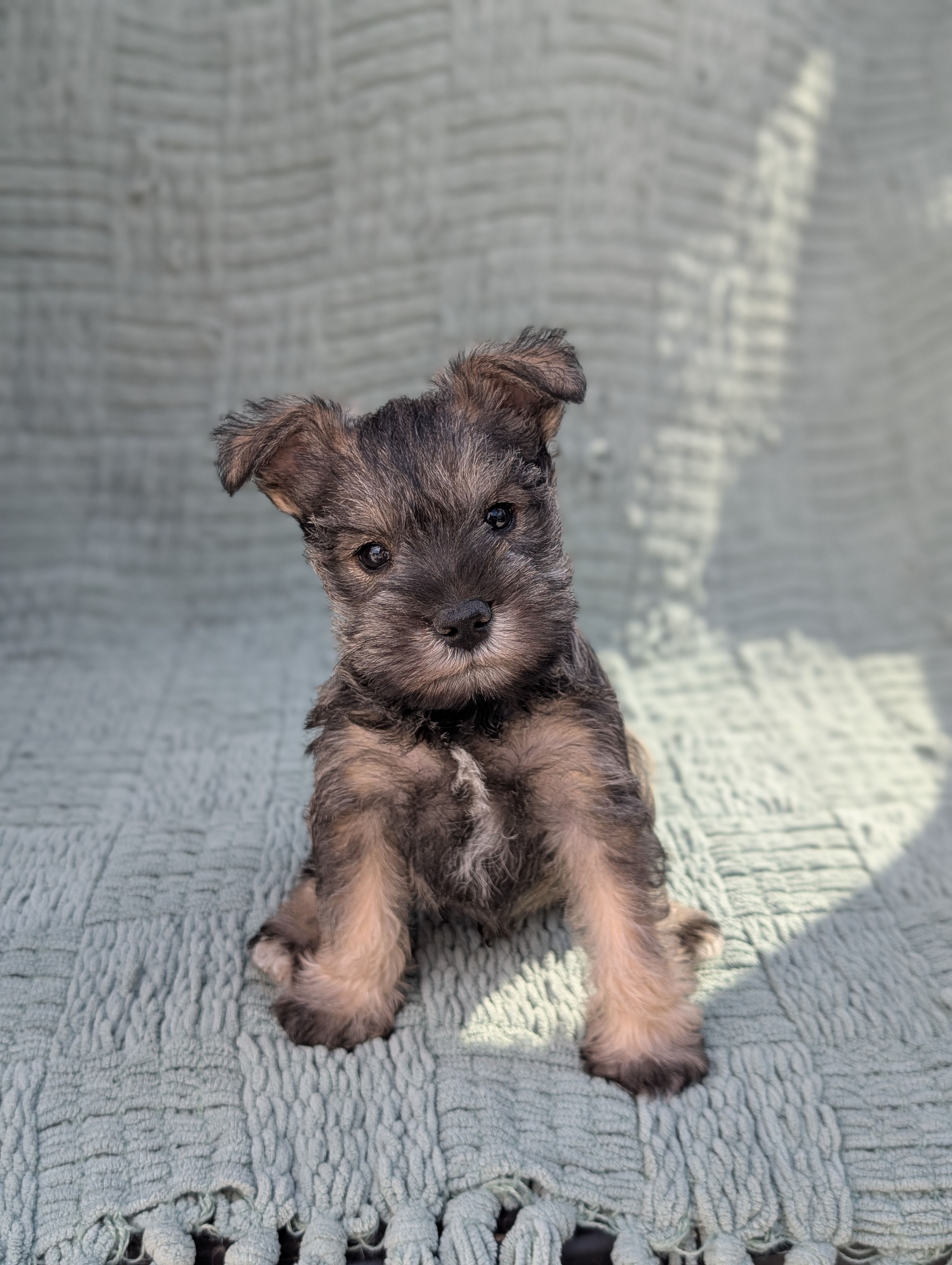 Elvis  – Miniature Schnauzer puppy for sale in Bristol, IN