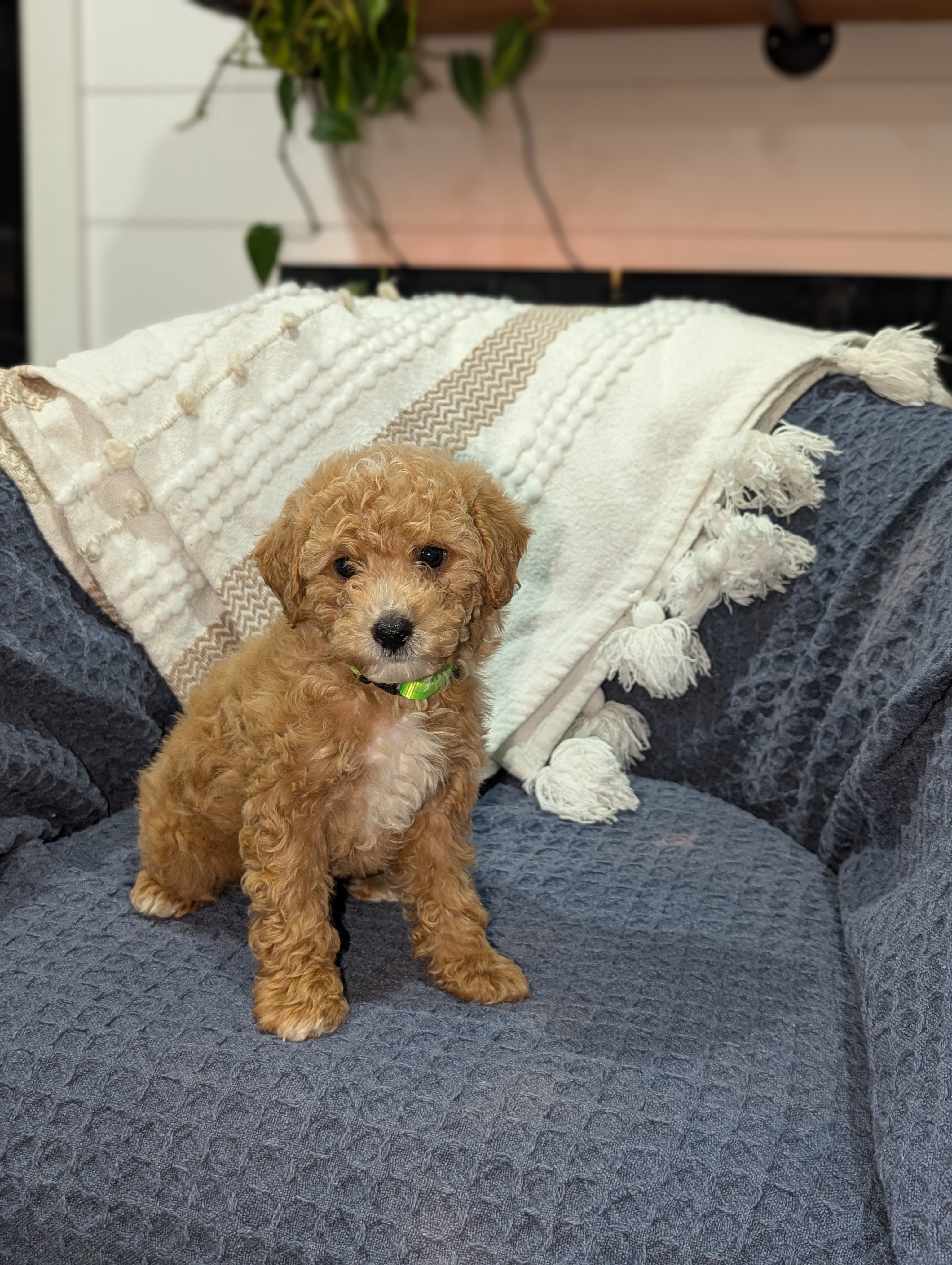 Jacob  – Poodle - Toy  puppy for sale in Bristol, IN