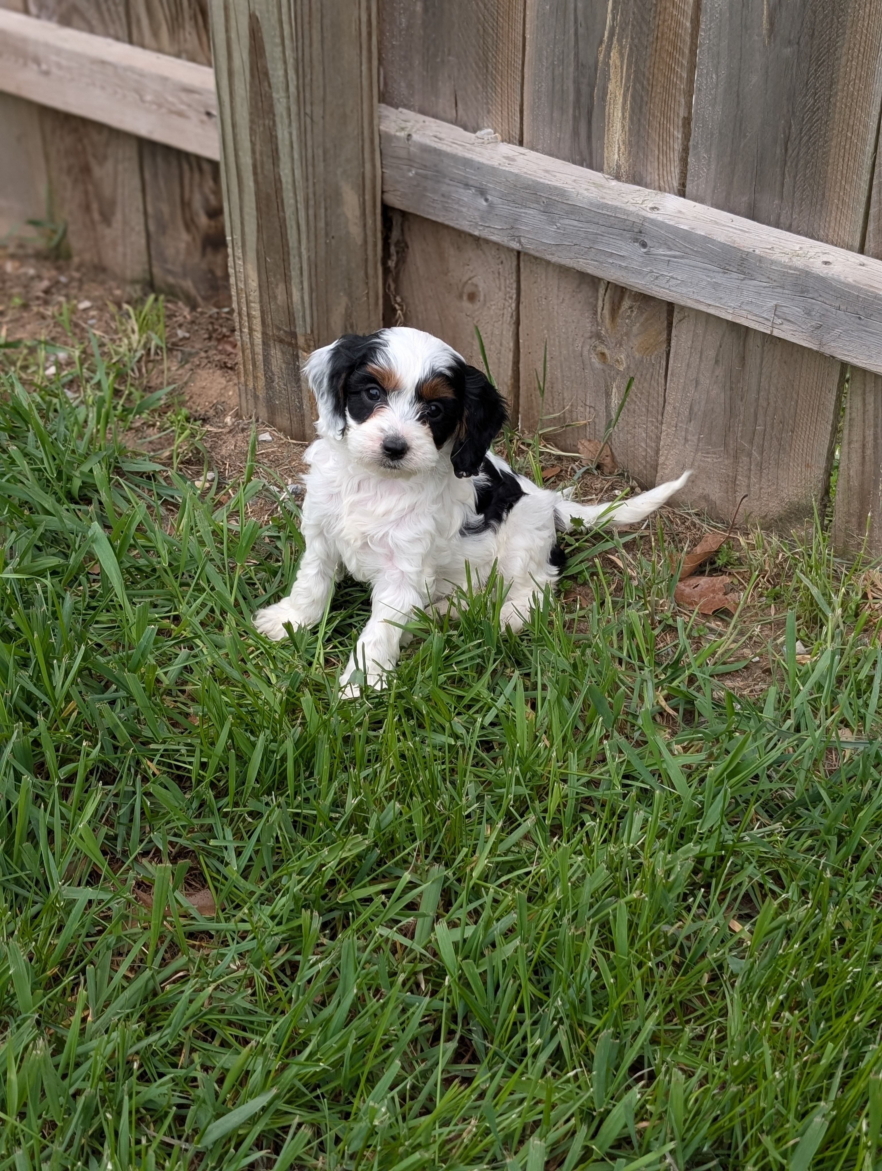 Daphne  – Cavapoo puppy for sale in Bristol, IN