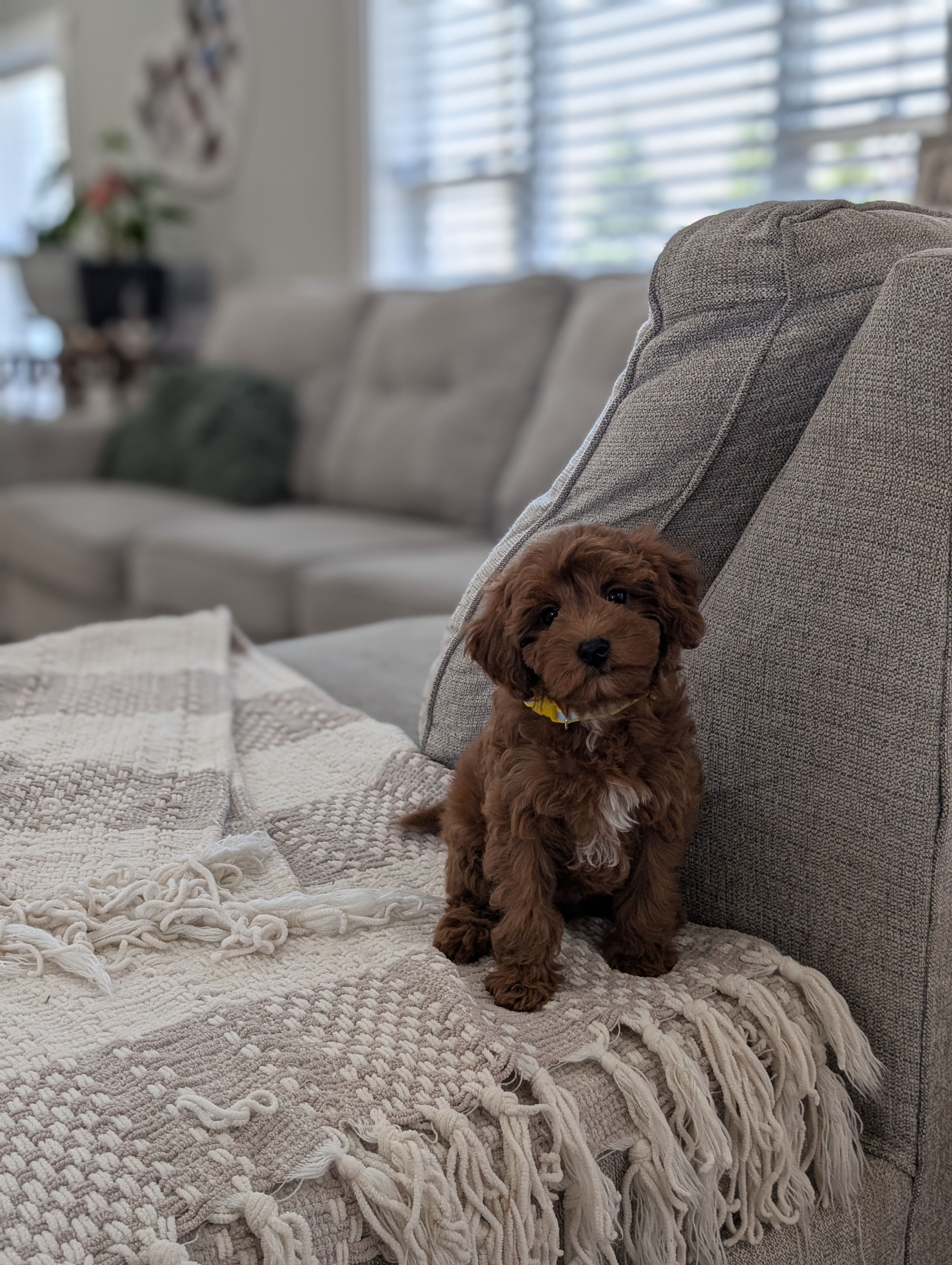 Tripp – Cavapoo puppy for sale in Bristol, IN