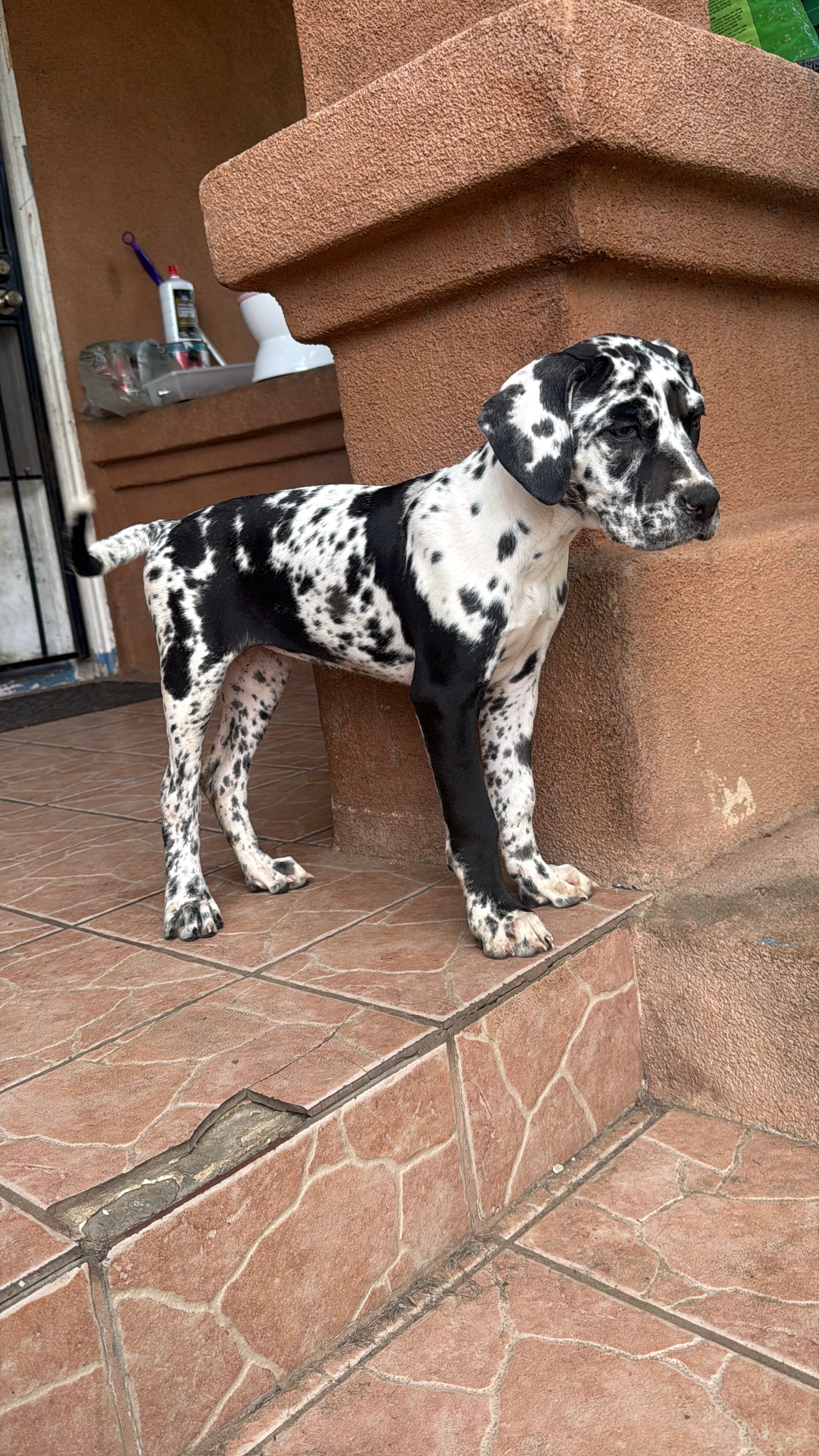 Oreo – Great Dane, Cane Corso puppy for sale in Los Angeles, CA