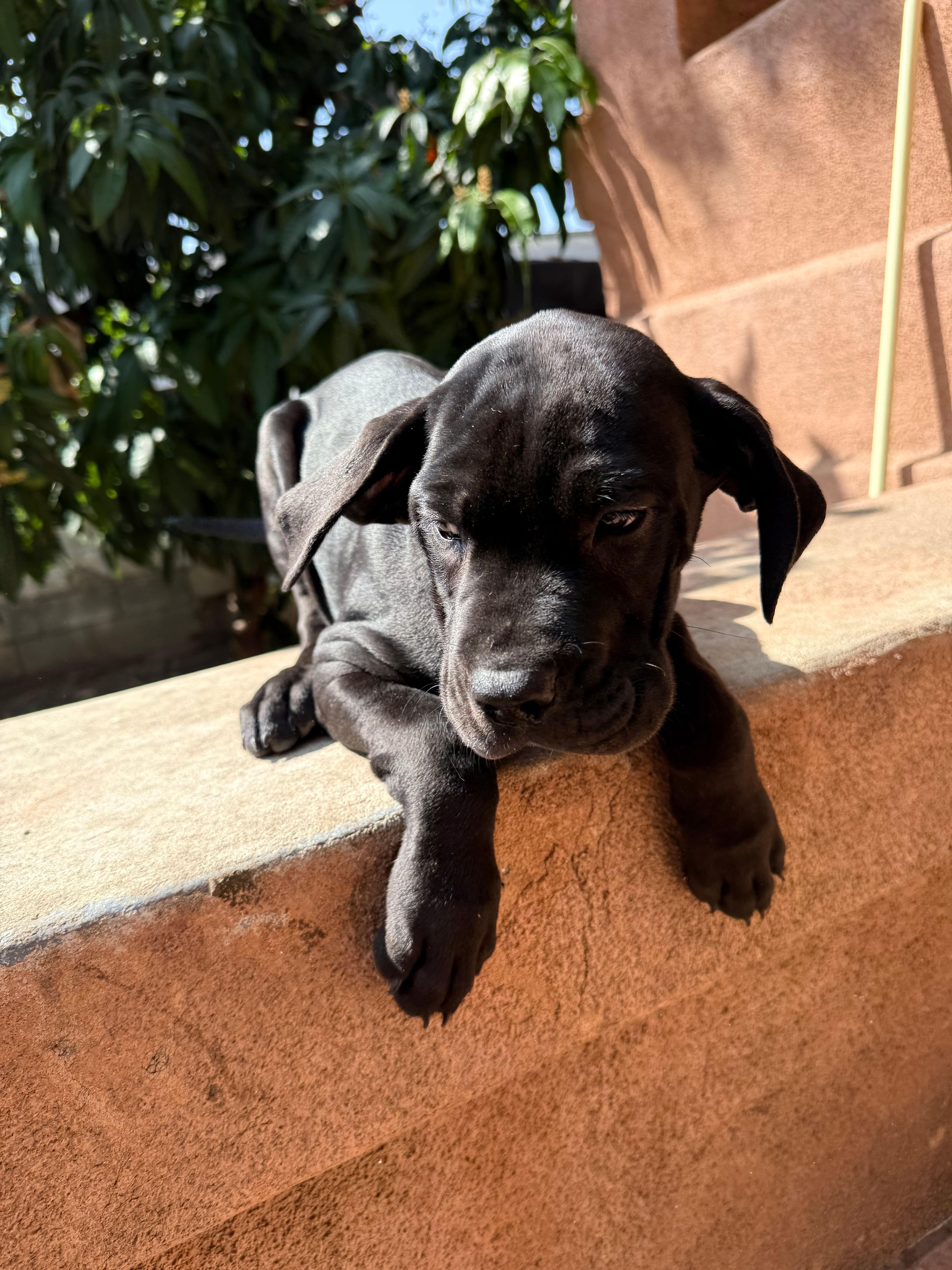 Milo – Great Dane, Cane Corso puppy for sale in Los Angeles, CA