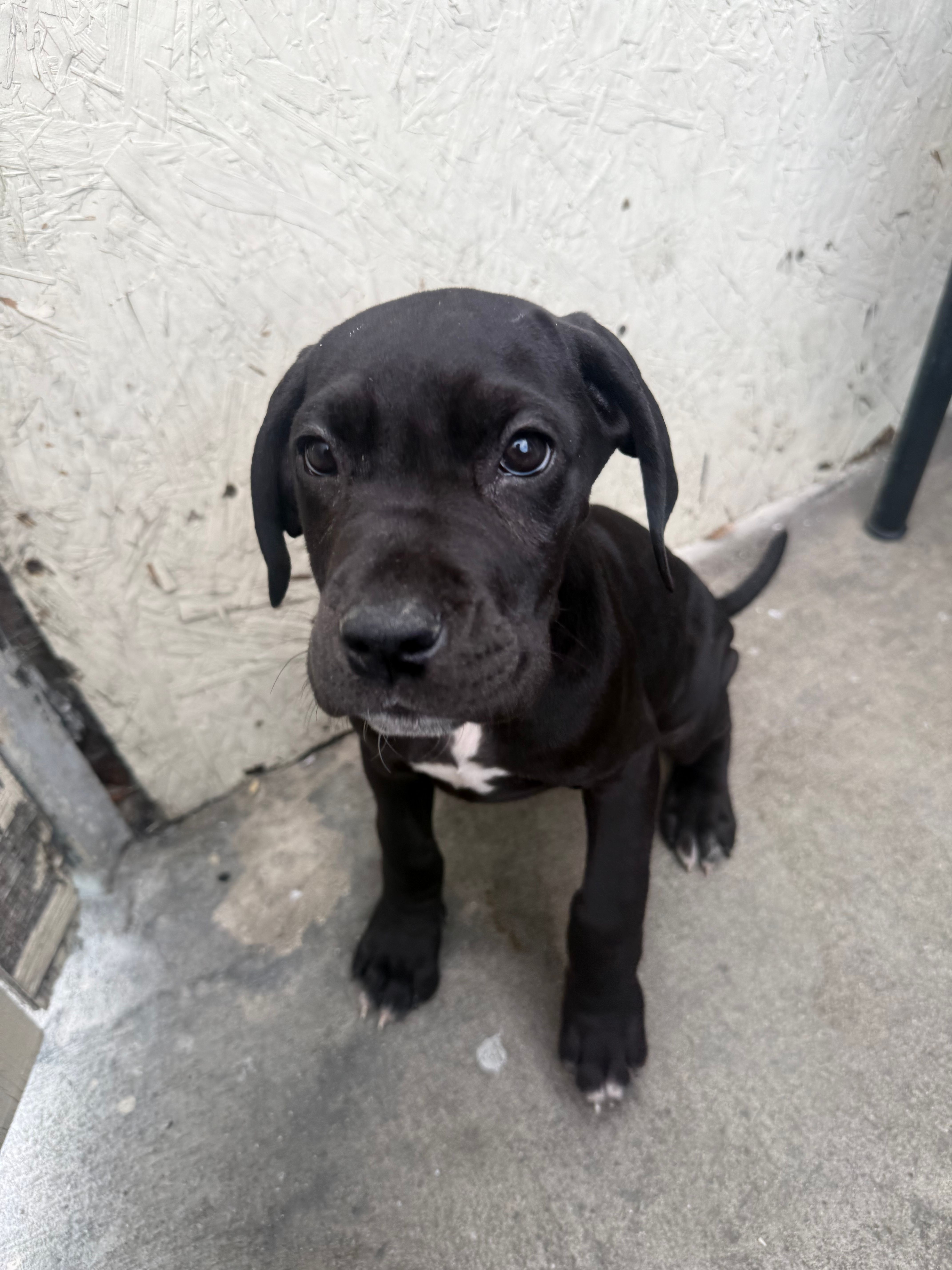 Nala – Great Dane, Cane Corso puppy for sale in Los Angeles, CA